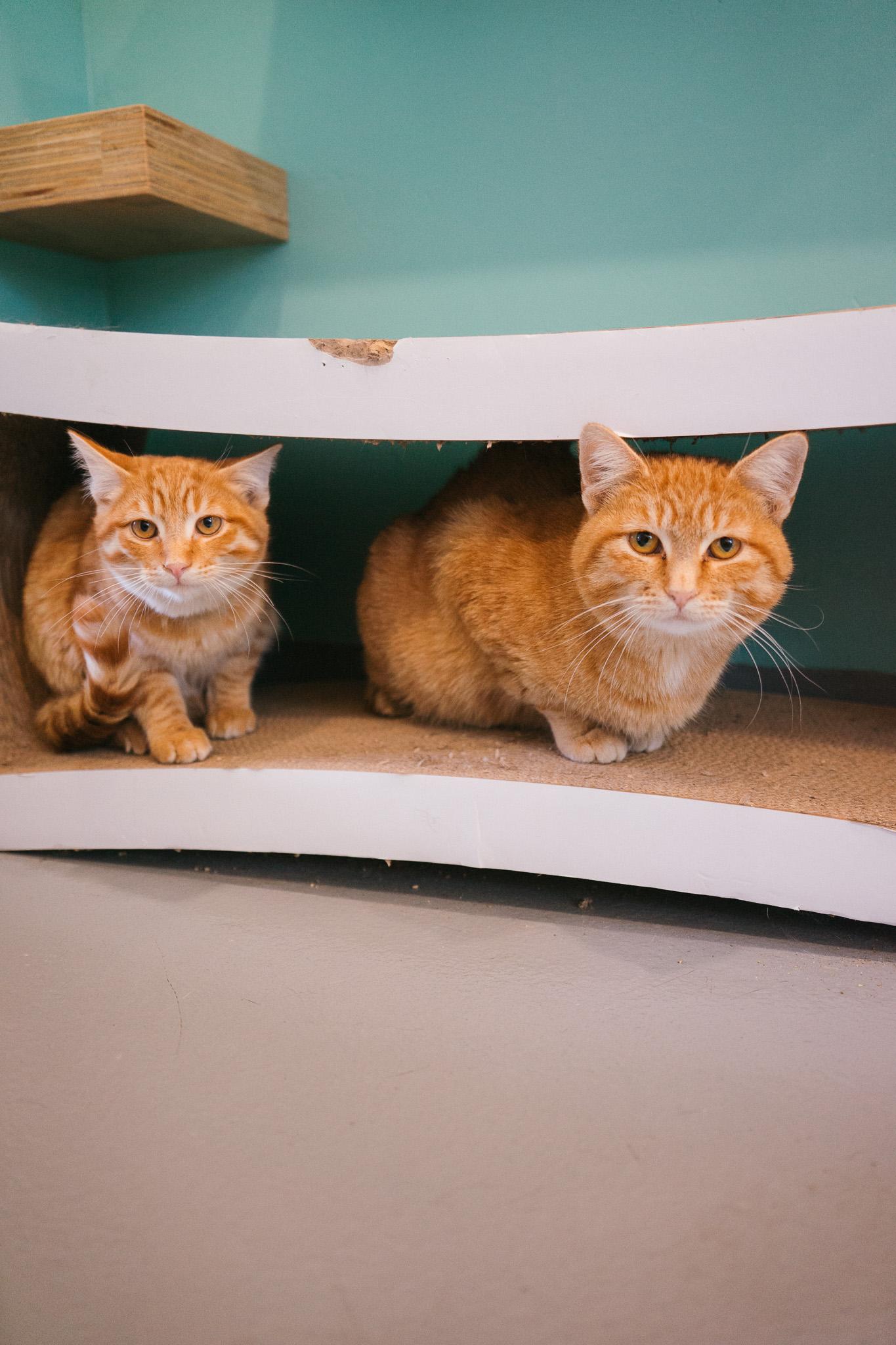 Honey, a Adoptable Domestic Short Hair in Jackson, WY image 4/6