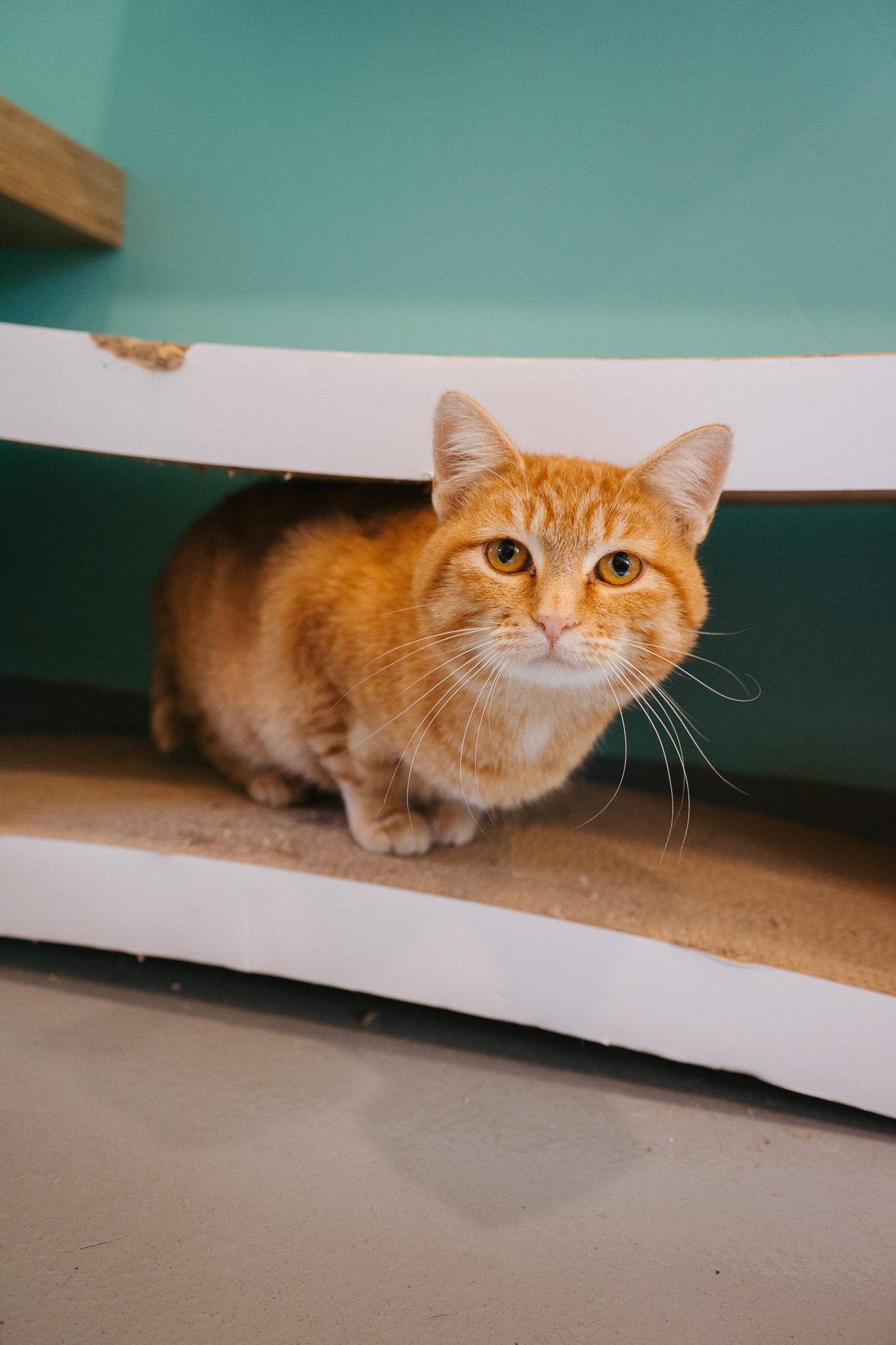 Honey, a Adoptable Domestic Short Hair in Jackson, WY image 5/6