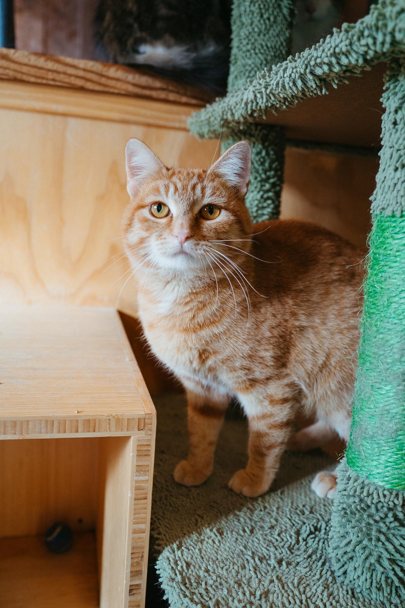 Honey, a Adoptable Domestic Short Hair in Jackson, WY image 6/6