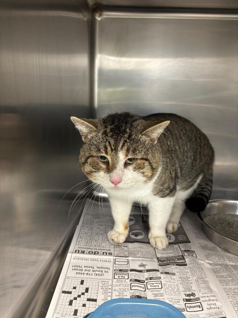 WESTON, Adoptable, Adult Male Domestic Short Hair.