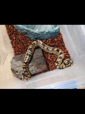 Enlarge Twix #12466, a Adoptable Ball Python in Vista, CA image 2/3