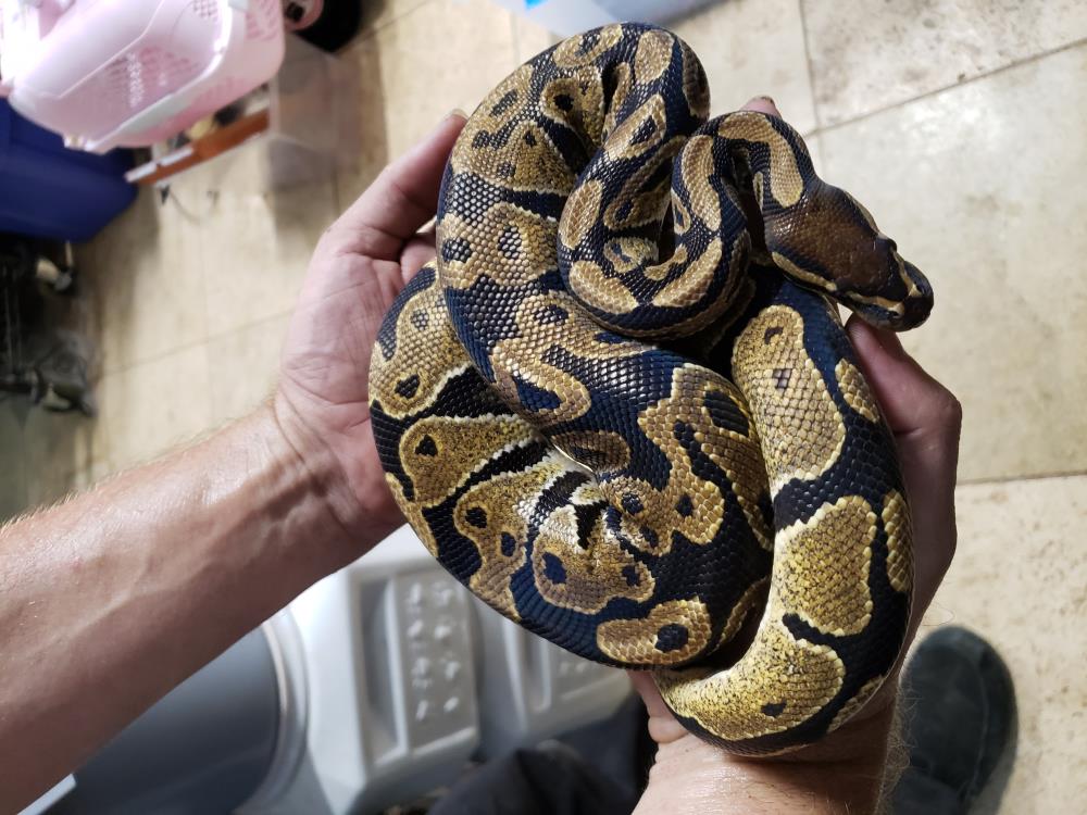 Enlarge Twix #12466, a Adoptable Ball Python in Vista, CA image 1/3