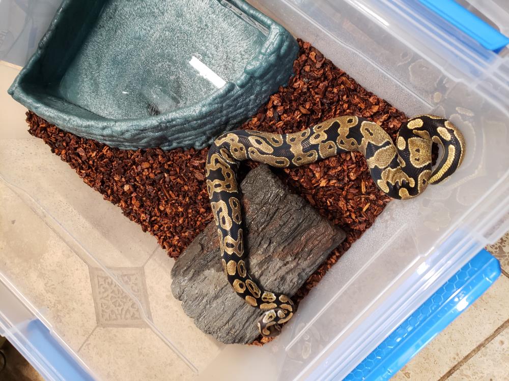 Enlarge Twix #12466, a Adoptable Ball Python in Vista, CA image 3/3