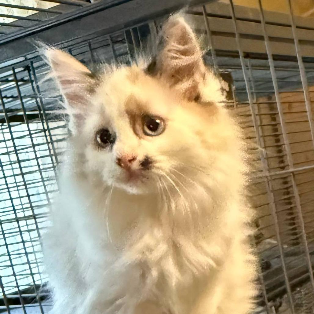 Katrina, Adoptable, Kitten Female Domestic Medium Hair.