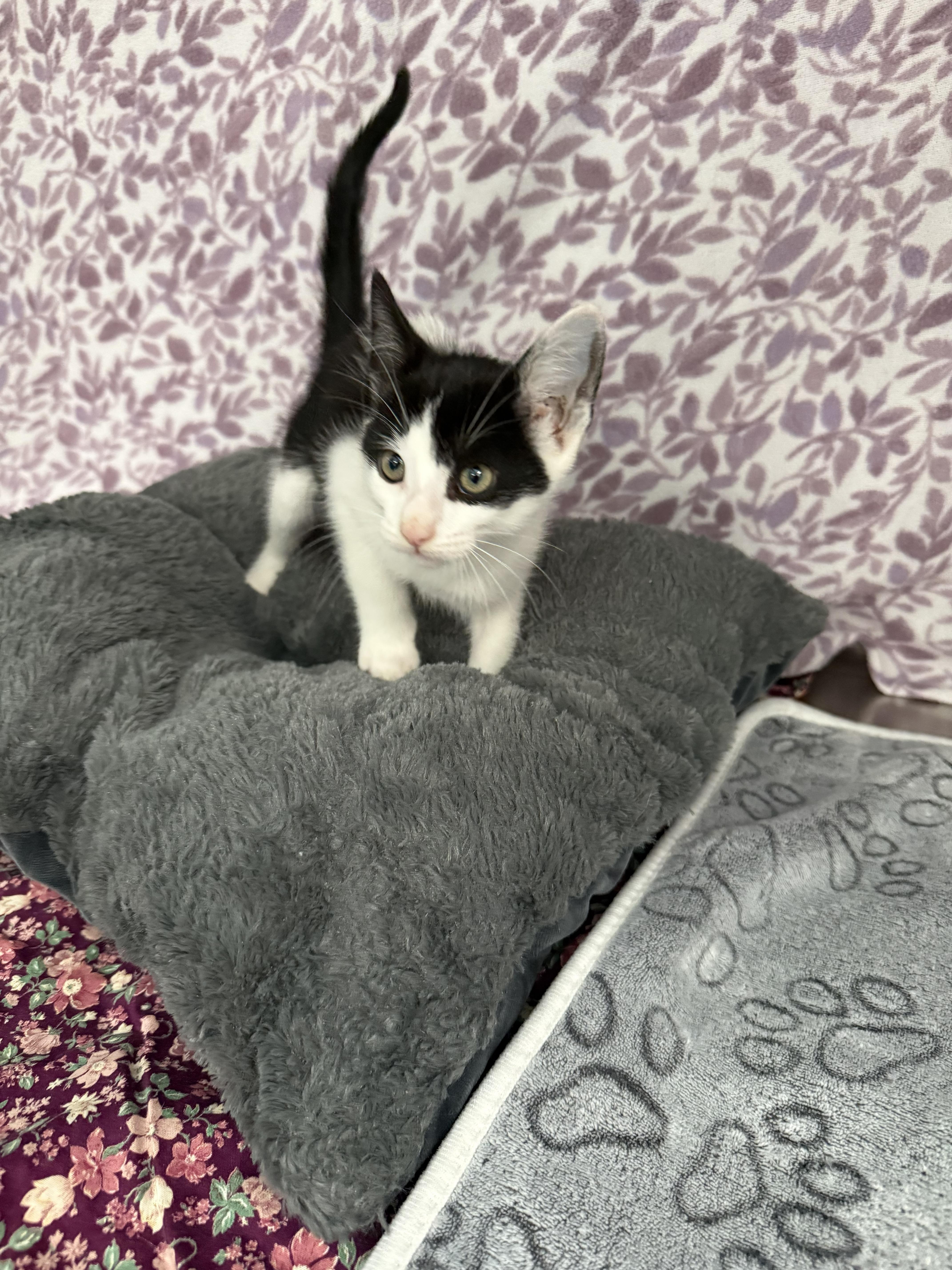 Enlarge Pumba*, a Adoptable American Shorthair in Standish, MI image 1/6