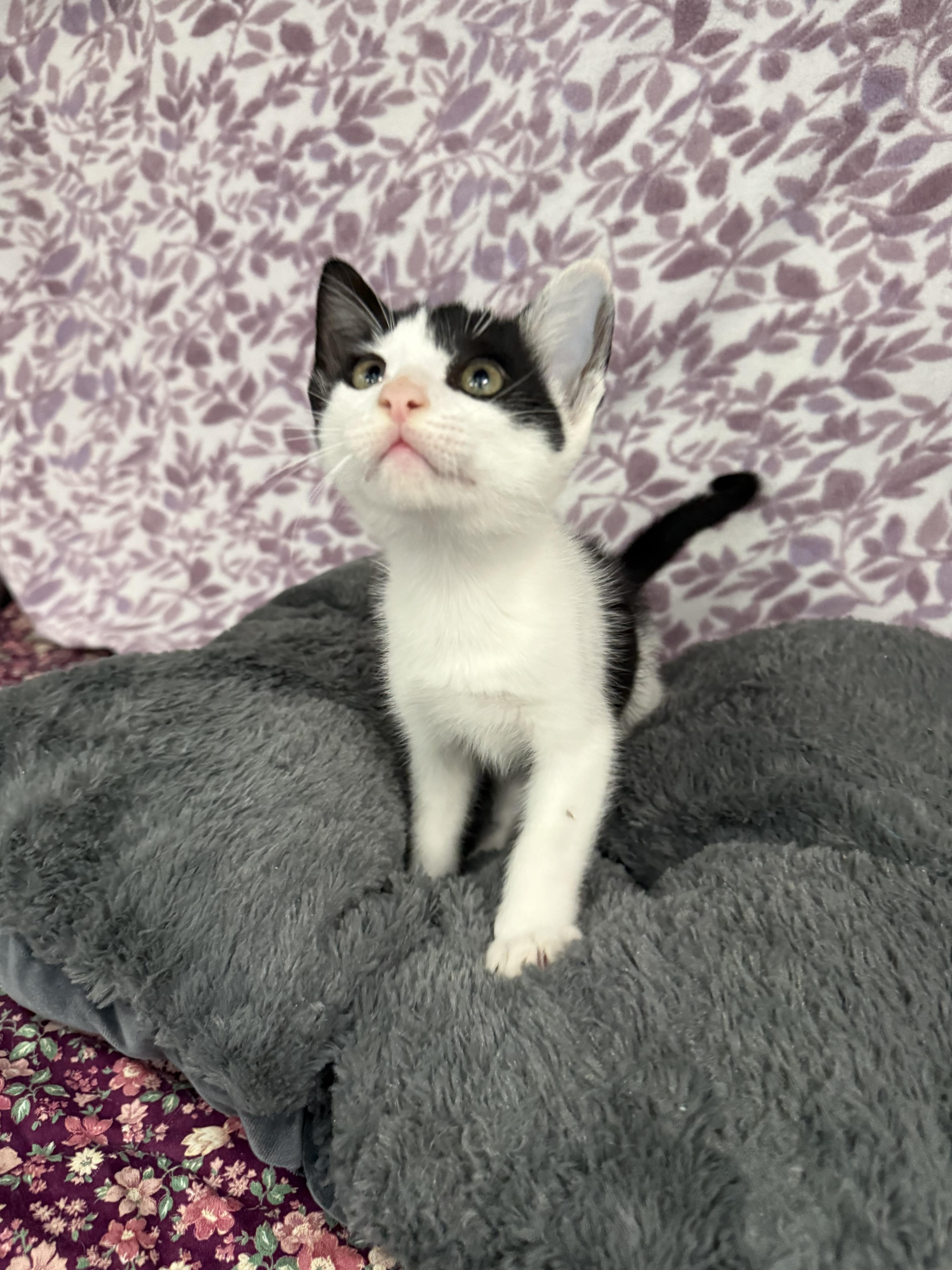 Enlarge Pumba*, a Adoptable American Shorthair in Standish, MI image 2/6
