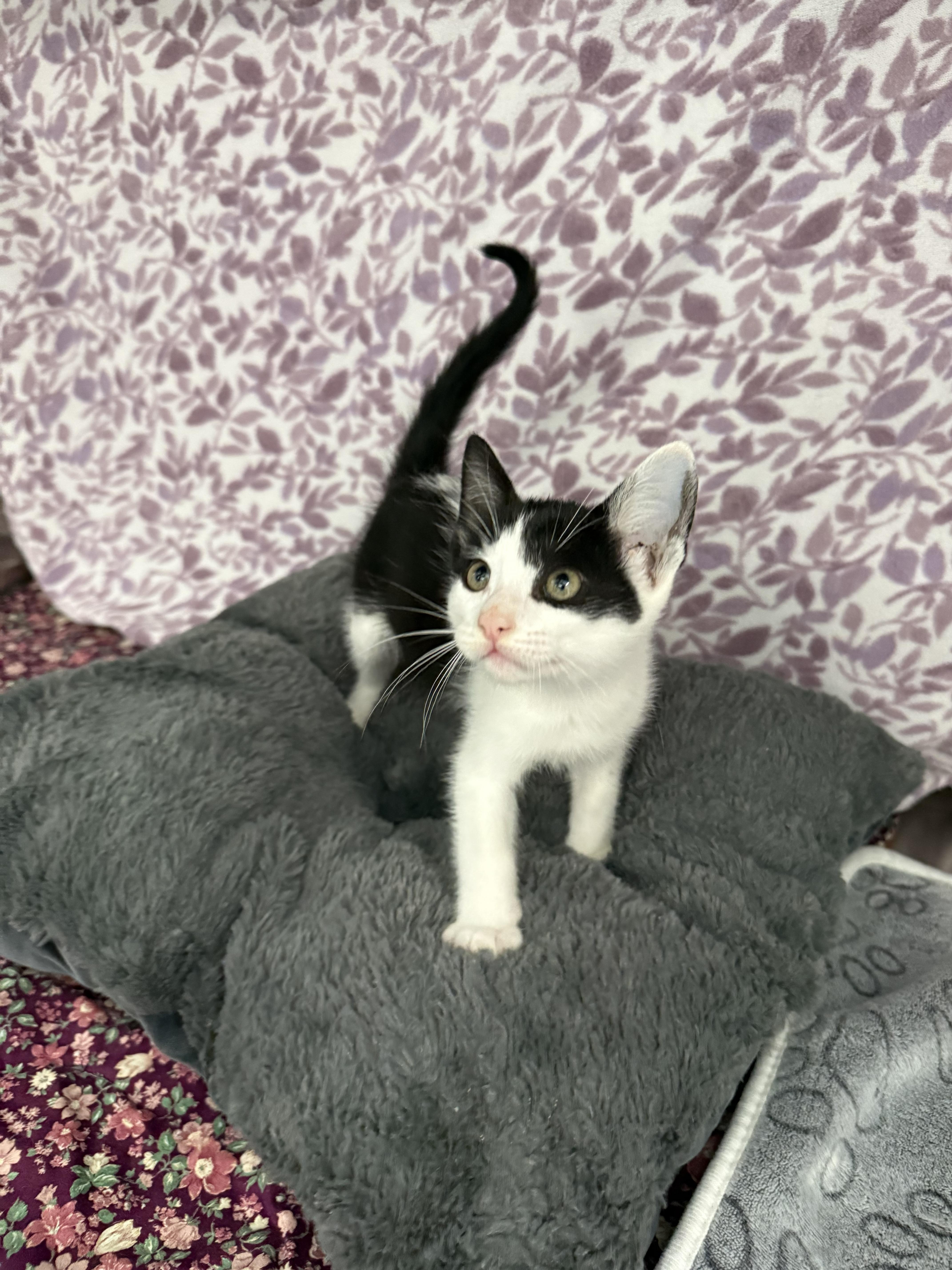 Enlarge Pumba*, a Adoptable American Shorthair in Standish, MI image 3/6