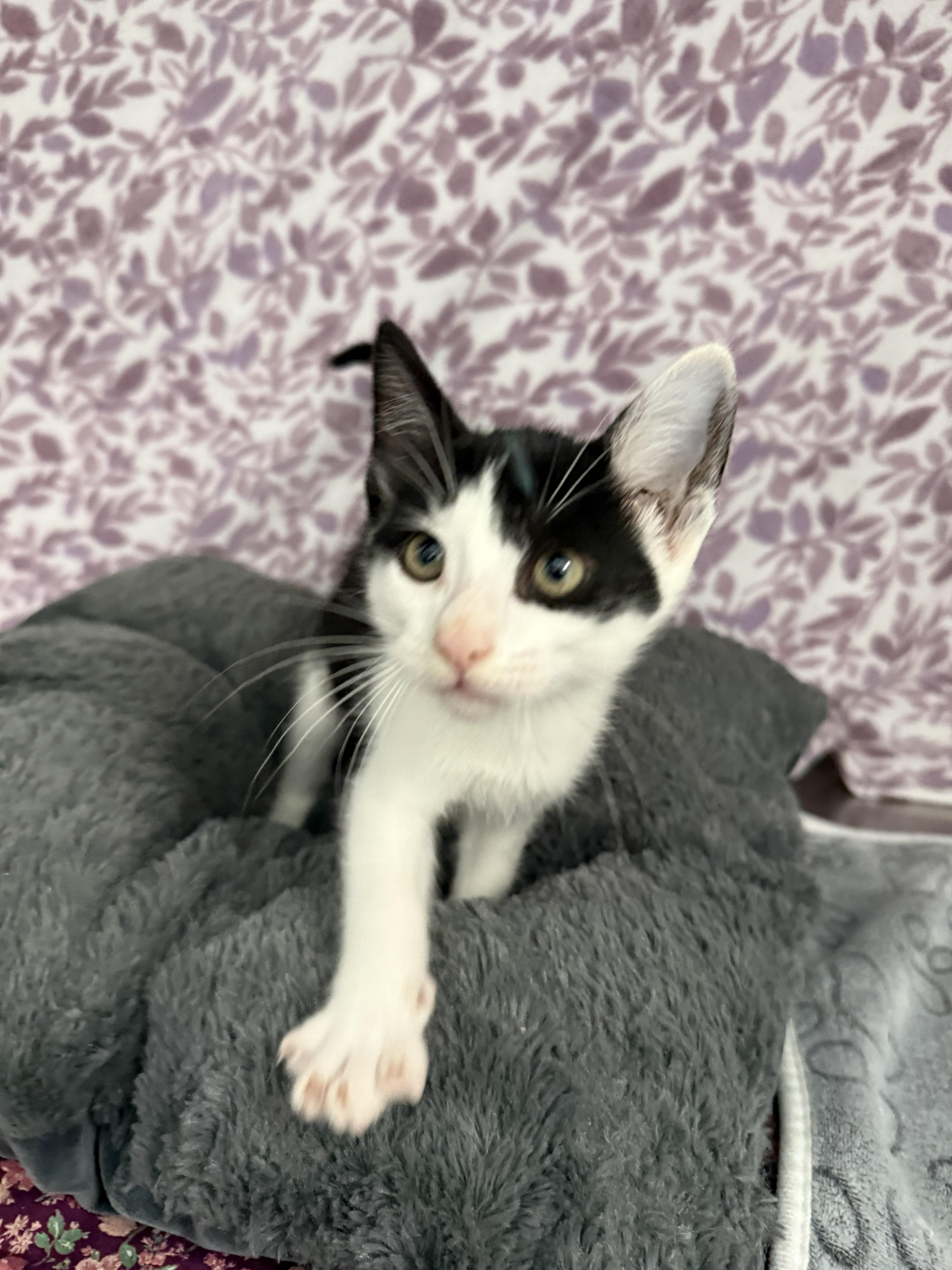 Enlarge Pumba*, a Adoptable American Shorthair in Standish, MI image 4/6