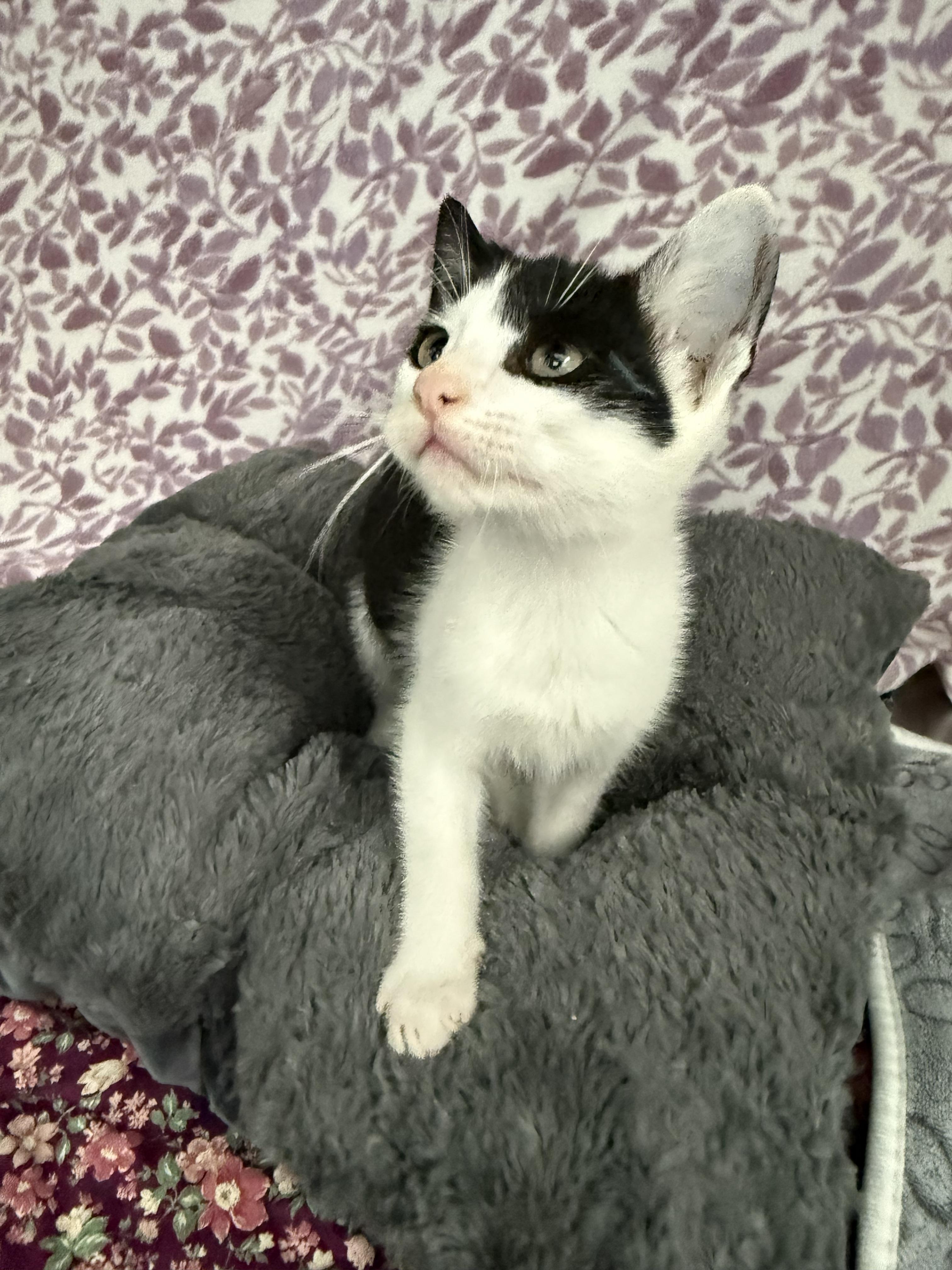 Enlarge Pumba*, a Adoptable American Shorthair in Standish, MI image 5/6