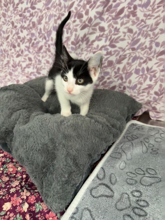 Enlarge Pumba*, a Adoptable American Shorthair in Standish, MI video 6/6