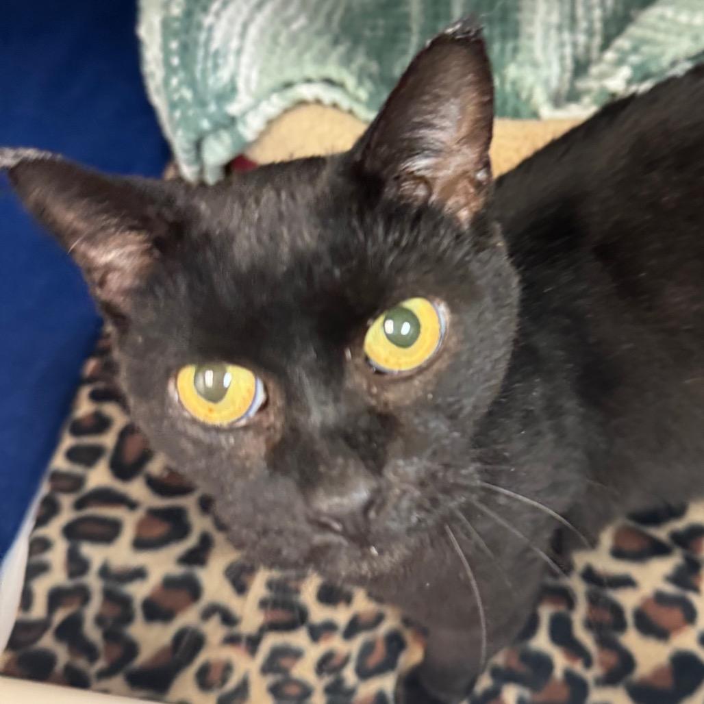 Enlarge Charlene, a Adoptable Domestic Short Hair in Peoria, IL image 1/1