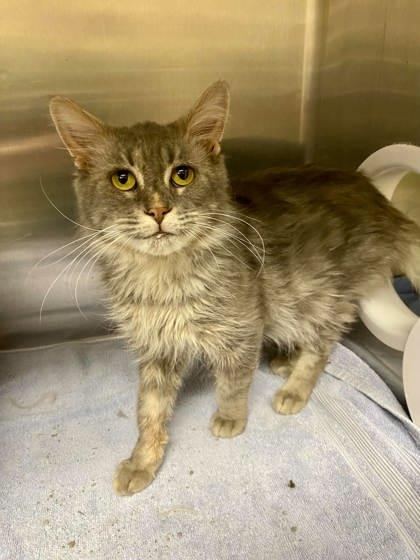 Hashtag, Adoptable, Adult Male Domestic Long Hair & Domestic Short Hair.