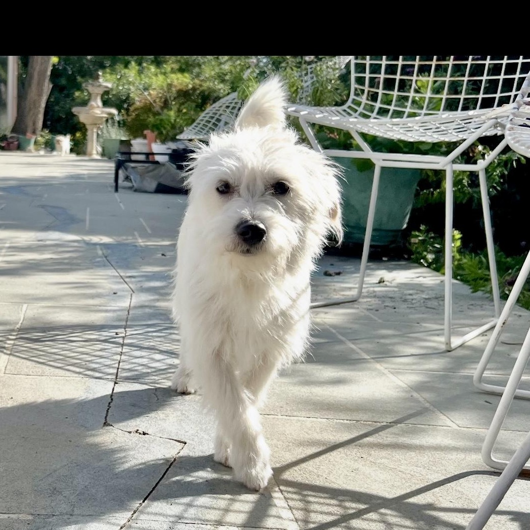 Benji & Amber, Adoptable, Young Male Maltese & Airedale Terrier.