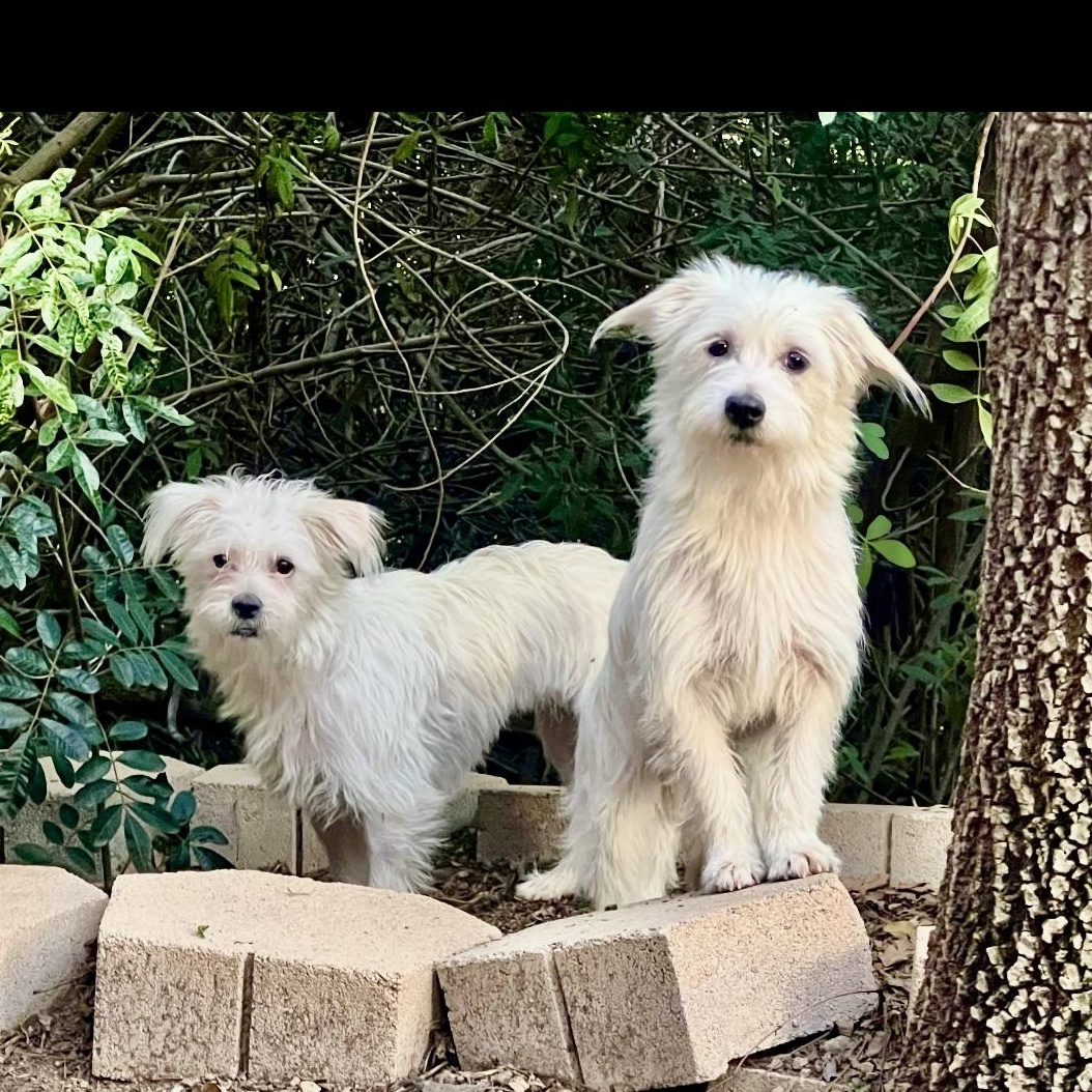Enlarge Benji & Amber, a Adoptable mixed breed in BEVERLY HILLS, CA image 2/3