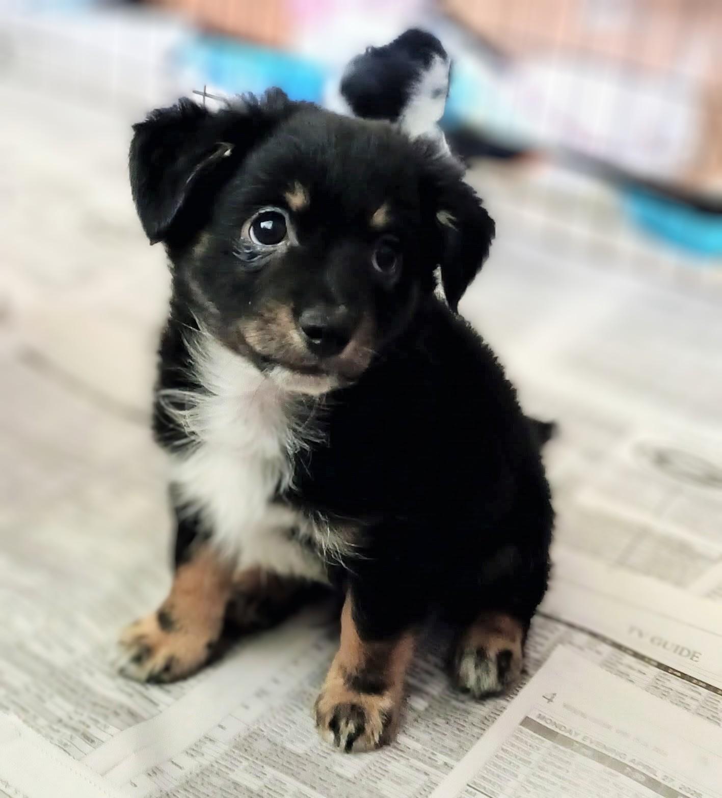 Zigmo, an adopted mixed breed in Evergreen, CO image 2/2