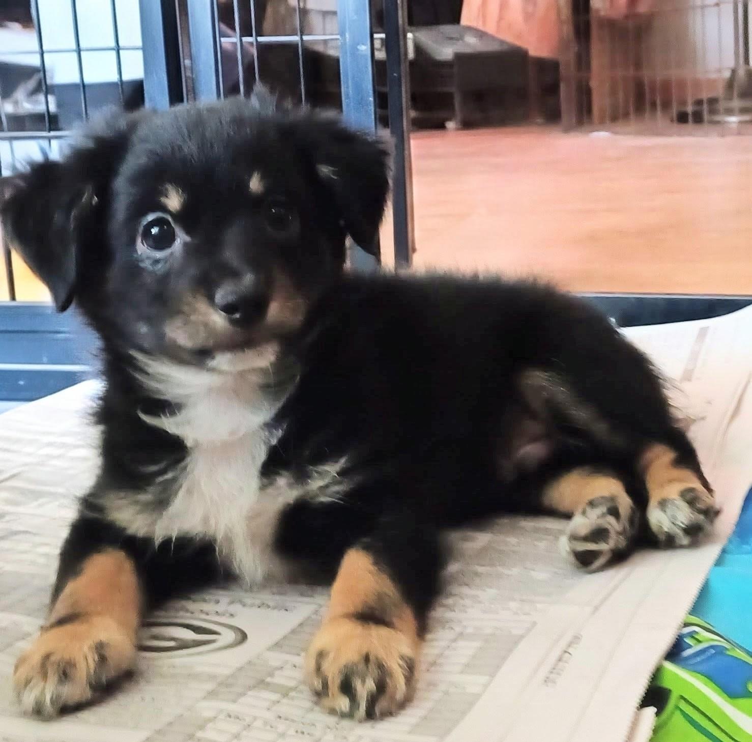 Zigmo, adopted, Puppy Male Pomeranian & Mixed Breed.