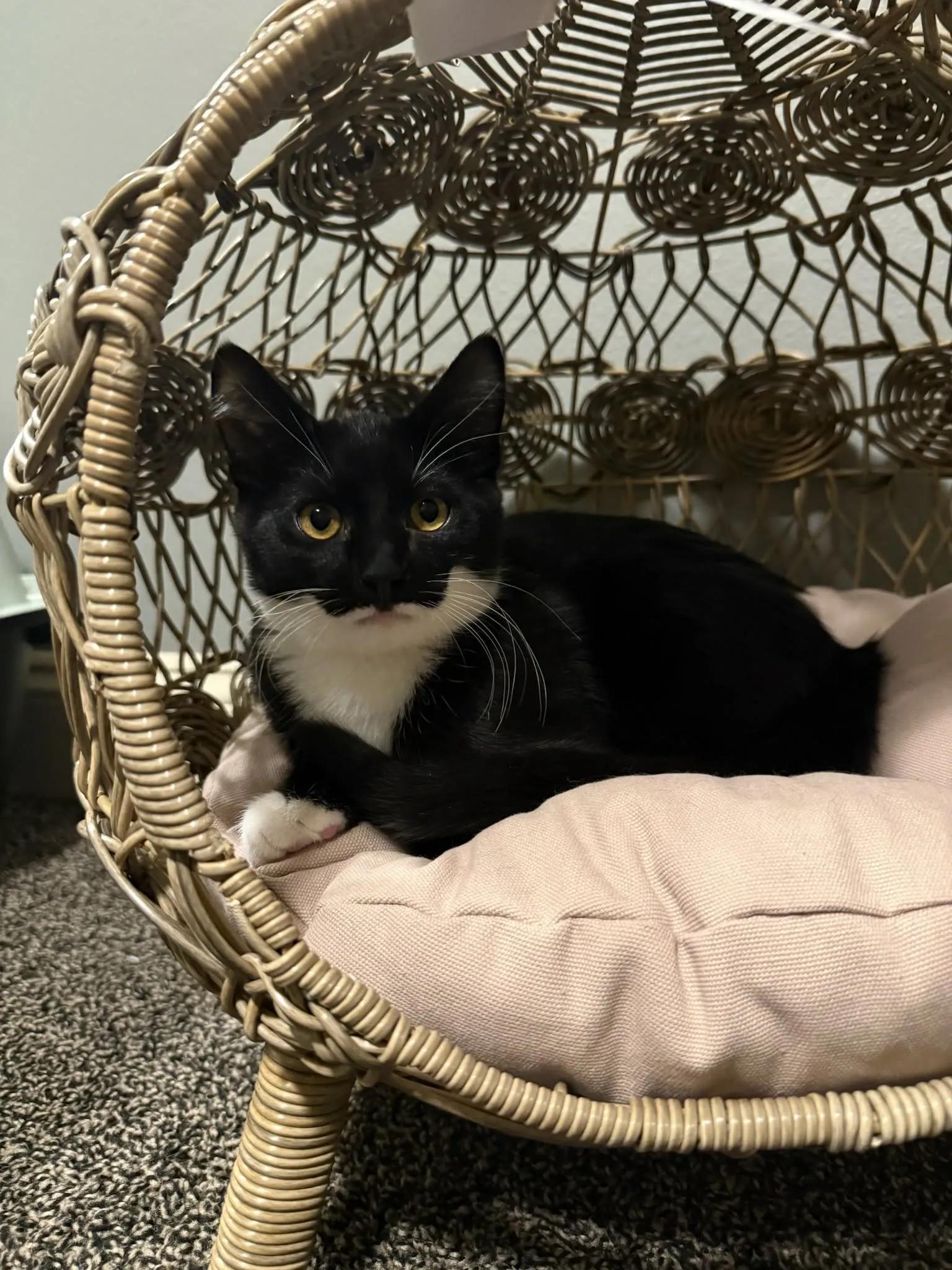 Olive, adopted, Kitten Female Tuxedo.