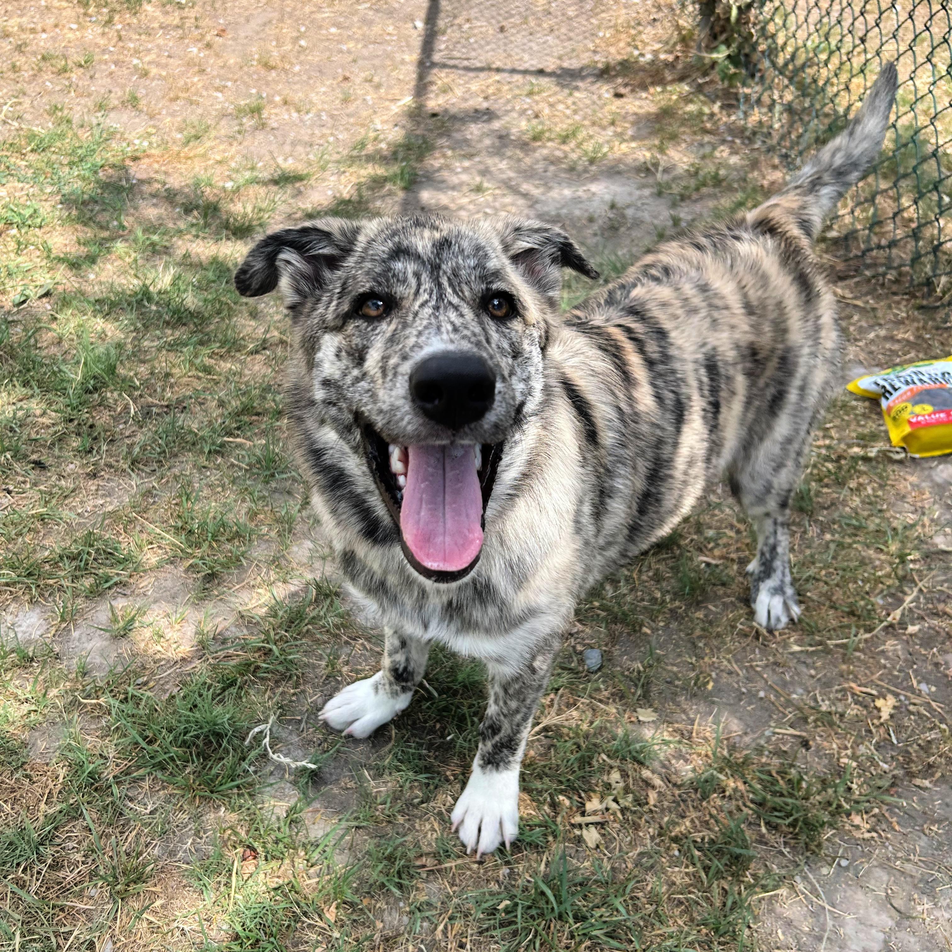 Wiggles, an adopted mixed breed in Lindon, UT image 1/6