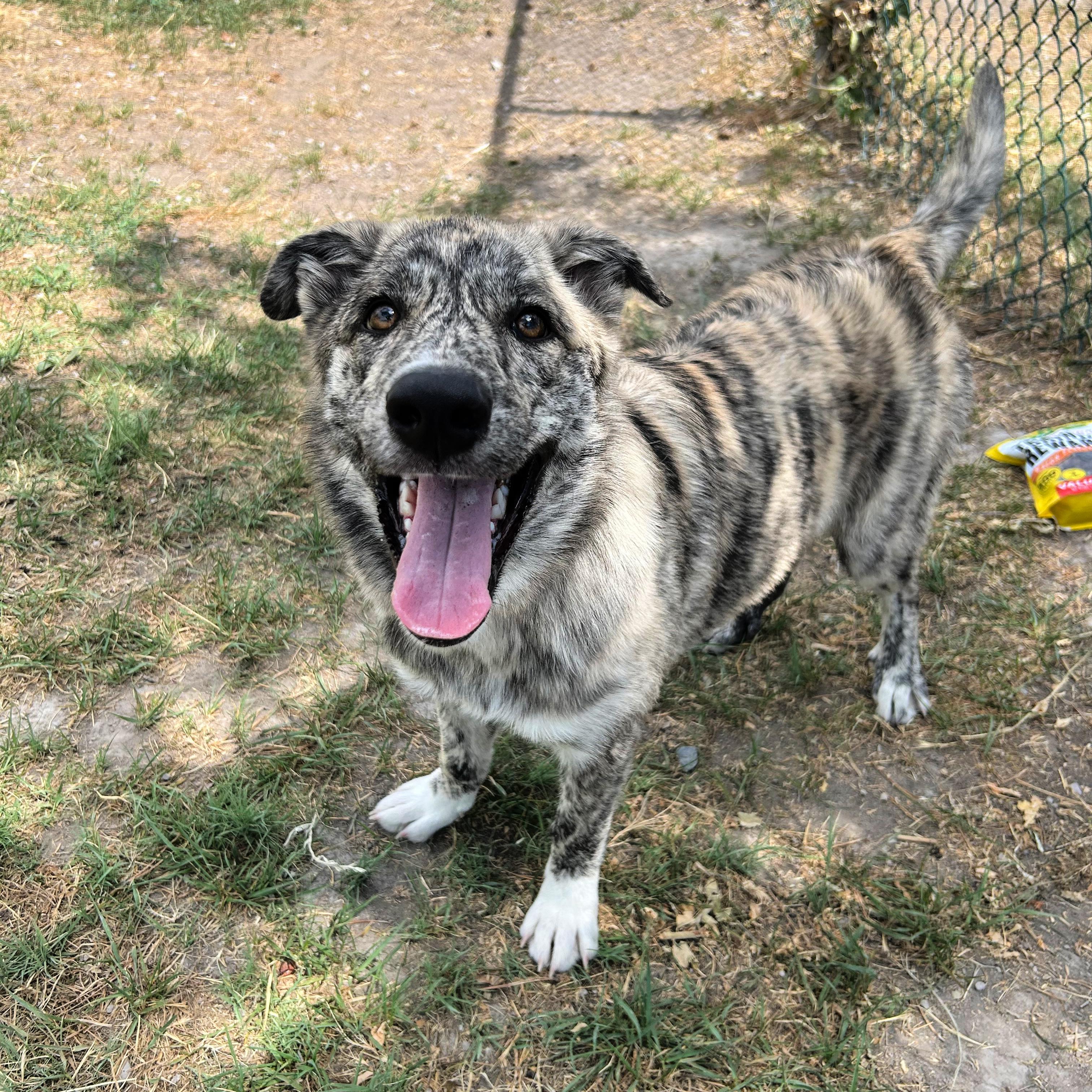Wiggles, an adopted mixed breed in Lindon, UT image 5/6