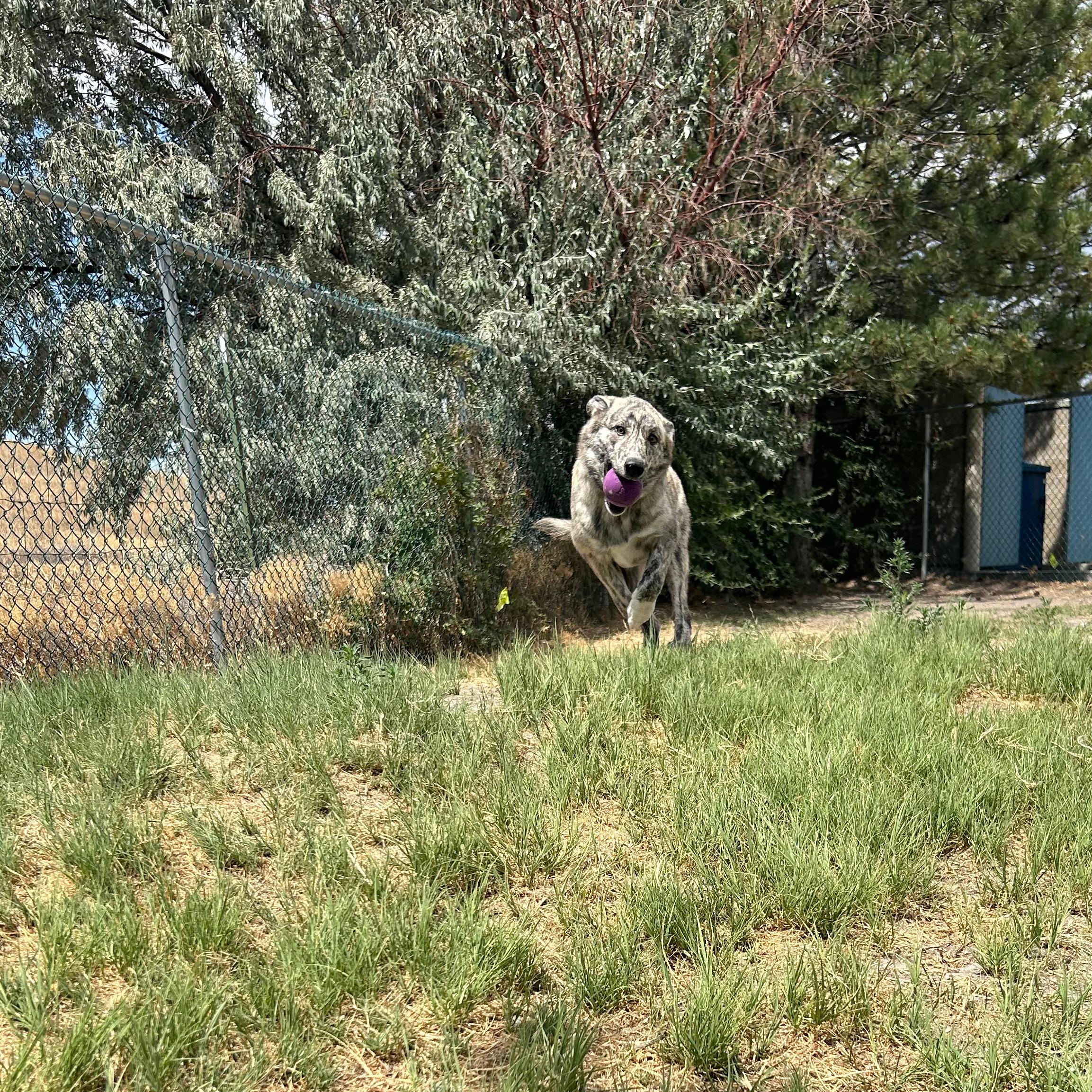 Wiggles, an adopted mixed breed in Lindon, UT image 3/6