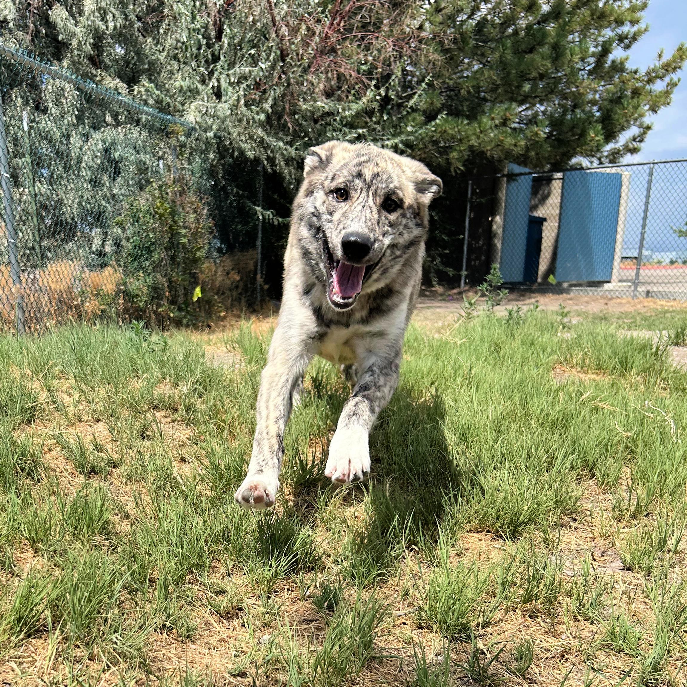 Wiggles, an adopted mixed breed in Lindon, UT image 4/6