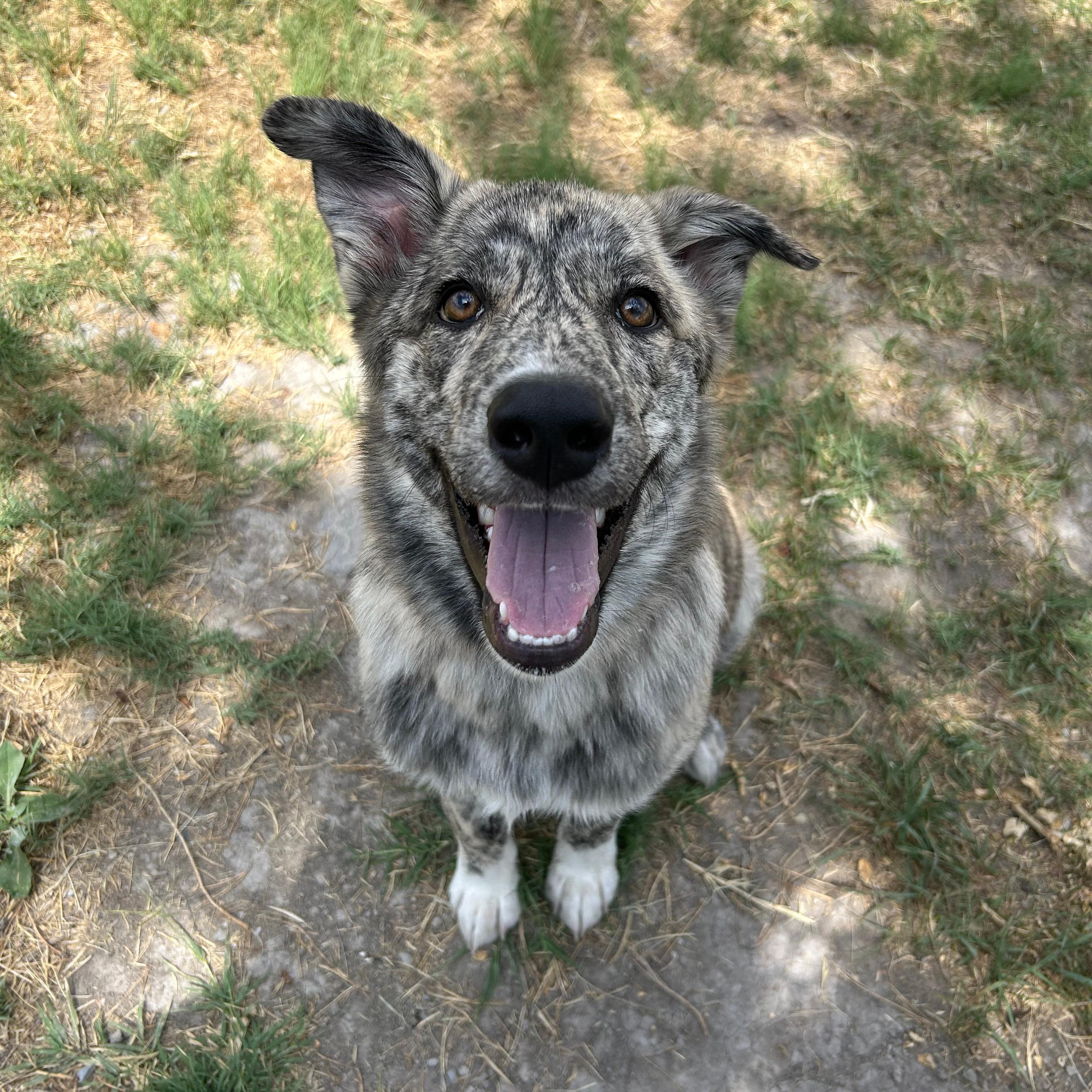 Wiggles, an adopted mixed breed in Lindon, UT image 6/6