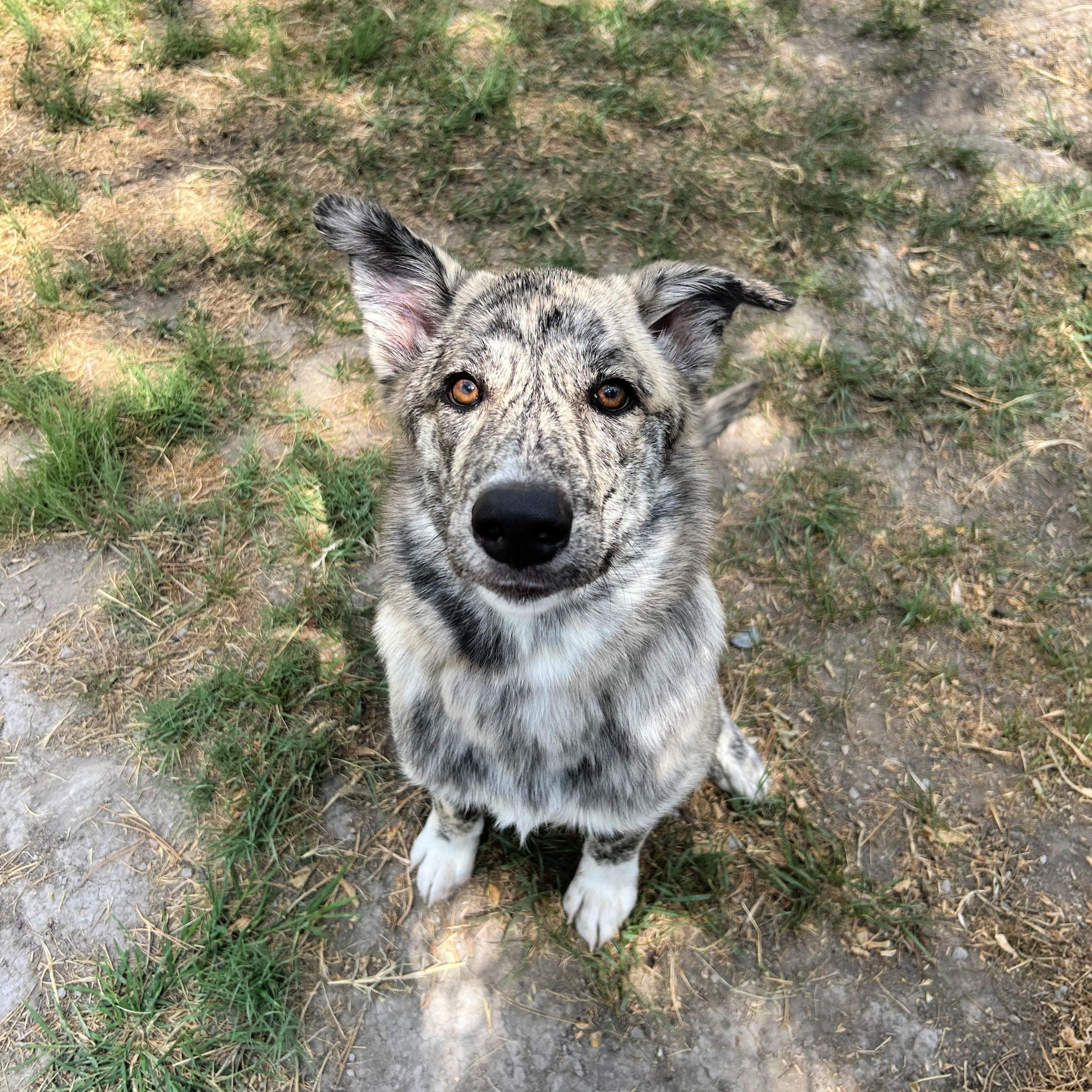 Wiggles, an adopted mixed breed in Lindon, UT image 2/6