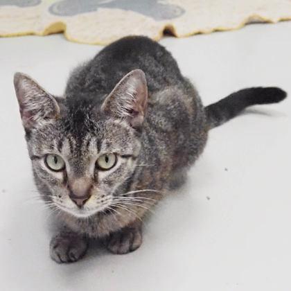 Starburst, Adoptable, Adult Female Domestic Short Hair & Domestic Short Hair.