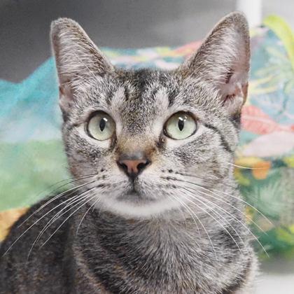 Starburst, a Adoptable mixed breed in Largo, FL image 2/3
