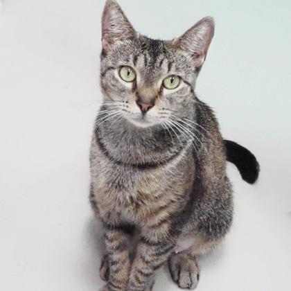 Starburst, a Adoptable mixed breed in Largo, FL image 3/3
