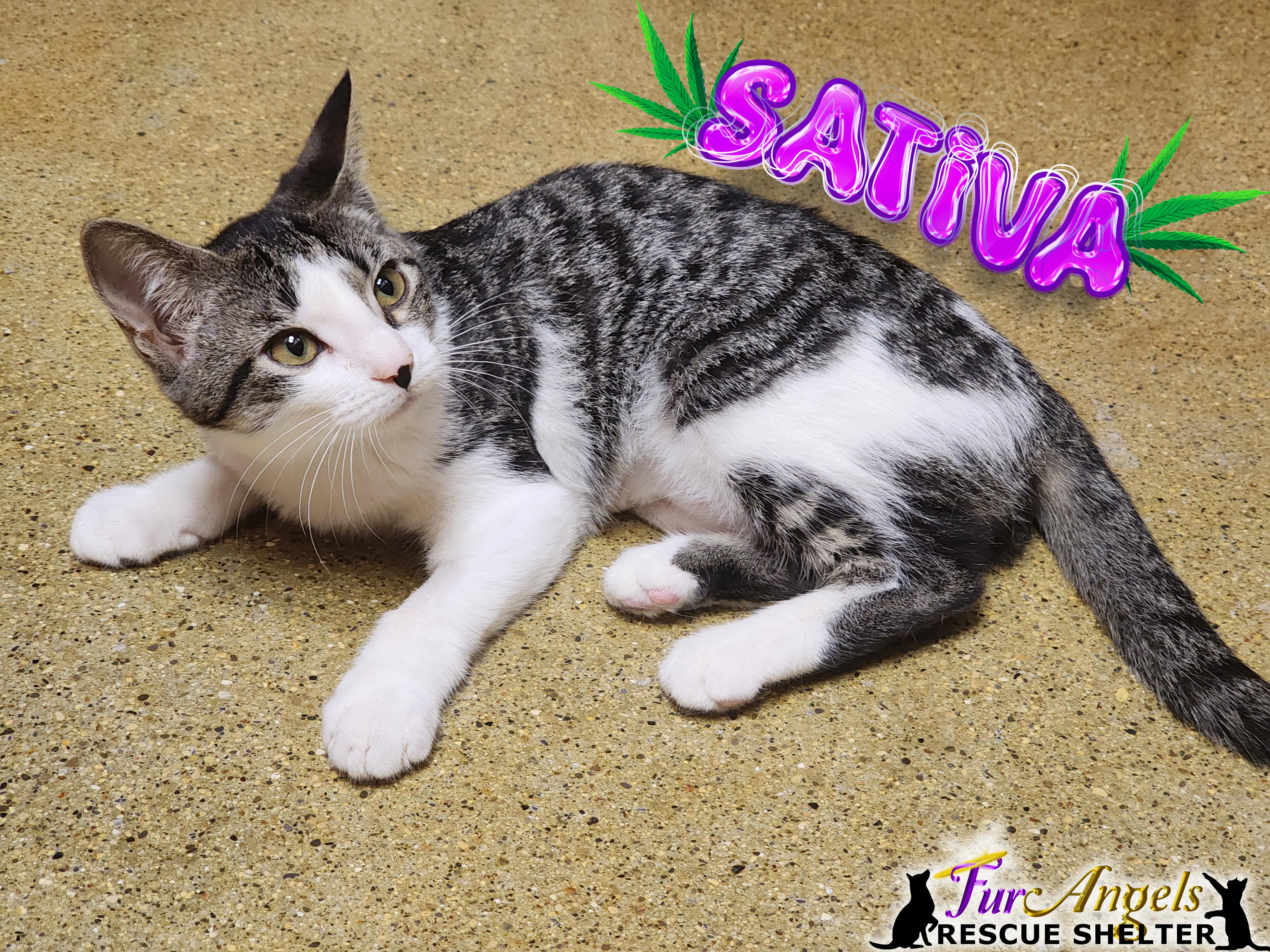 Sativa, Adoptable, Kitten Female Domestic Short Hair.