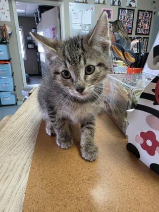 Brownie, ADOPTABLE, Kitten Male Domestic Short Hair.