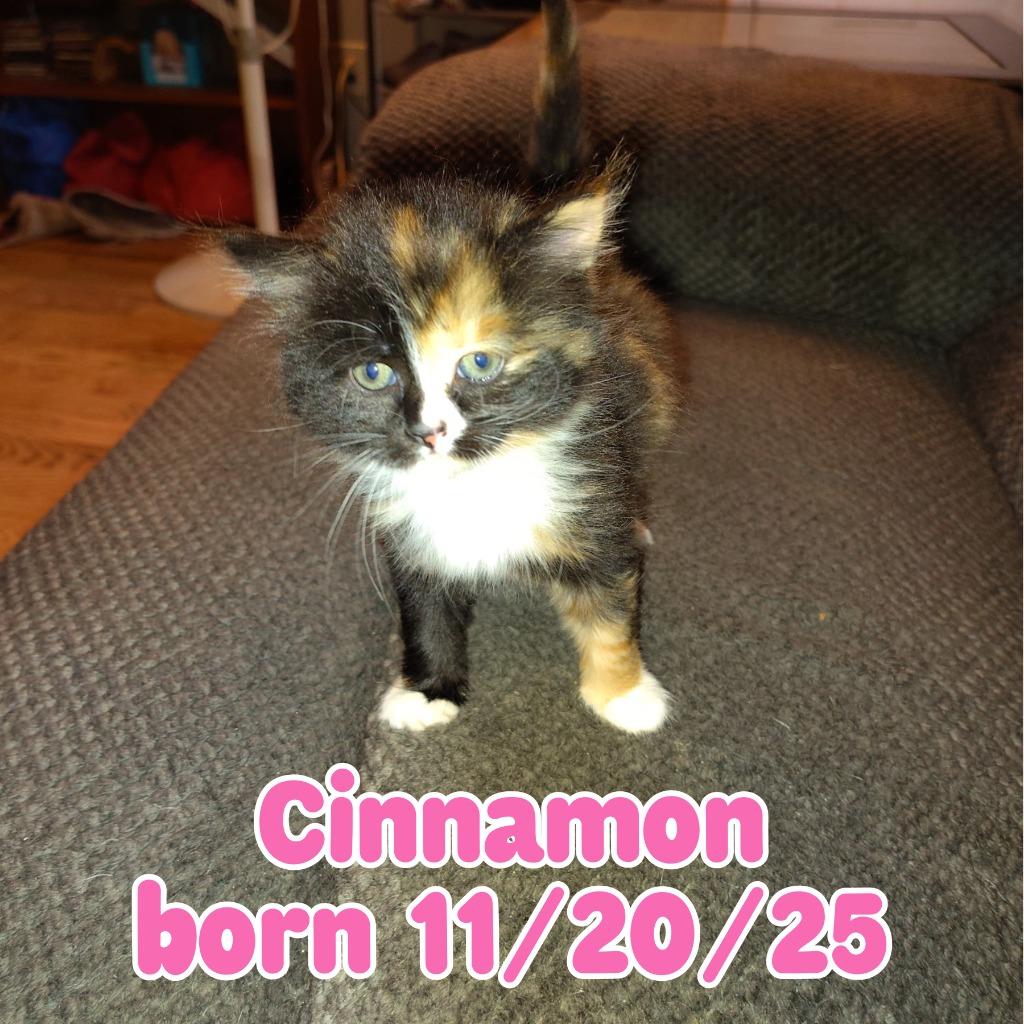 Cinnamon, Adopted, Kitten Female Calico.