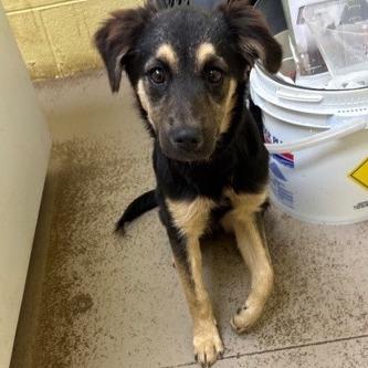 Ms Boots thumbnail 2