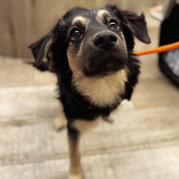 Ms Boots thumbnail 4