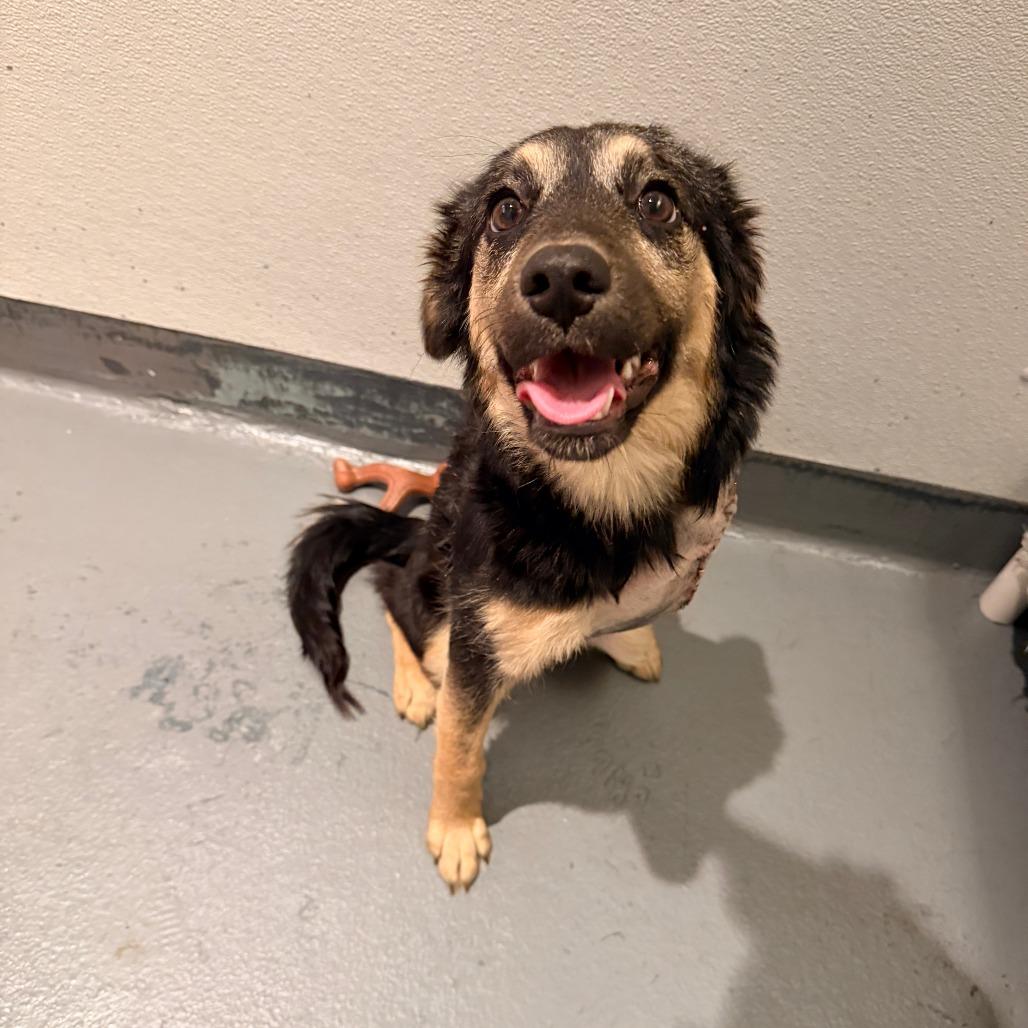 Ms Boots thumbnail 5