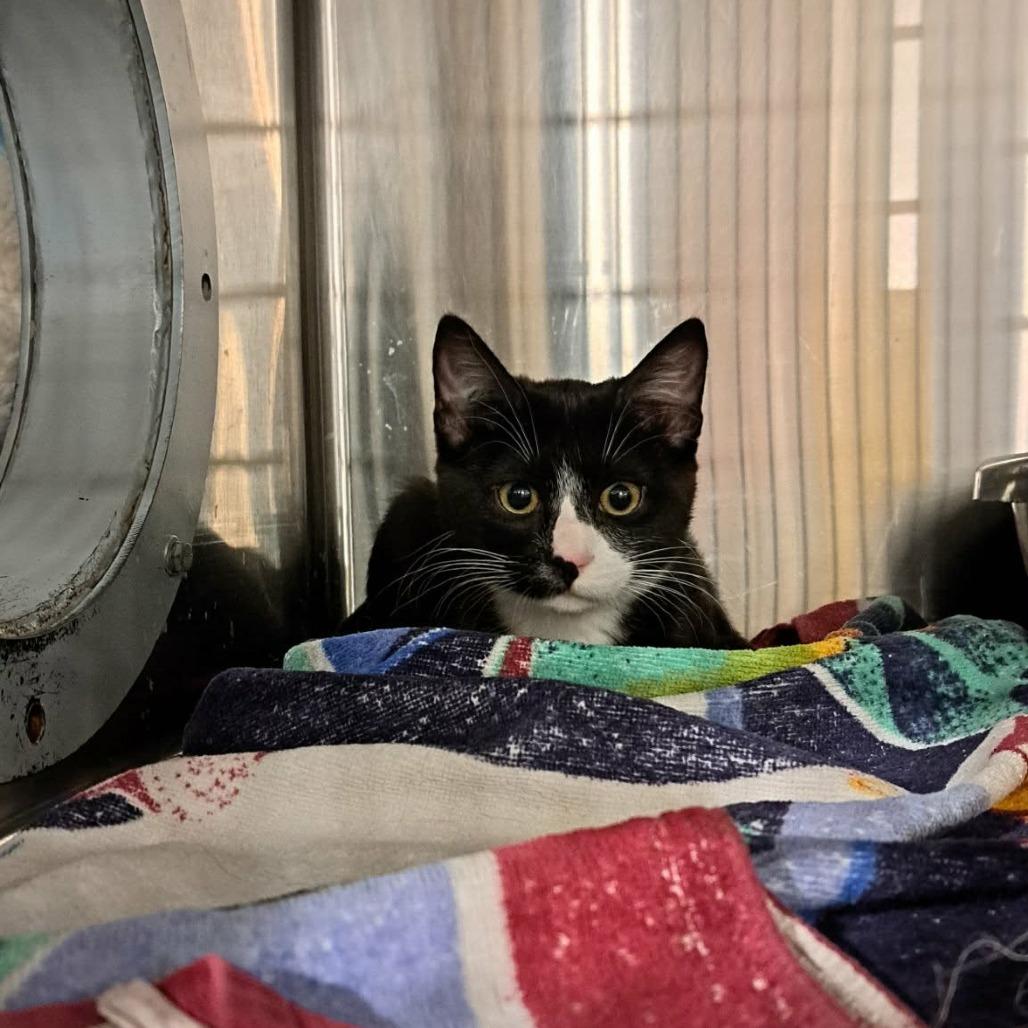 Rossa, Adoptable, Kitten Female Domestic Short Hair.