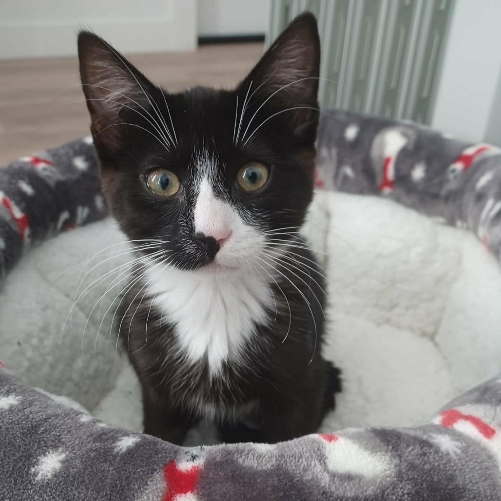 Rossa, a Adoptable Domestic Short Hair in Abbotsford, BC image 2/2