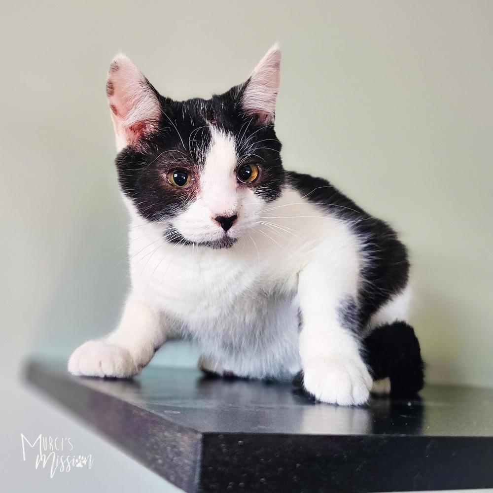 Sandy Gallito 7910-03, Adoptable, Kitten Female Domestic Short Hair.