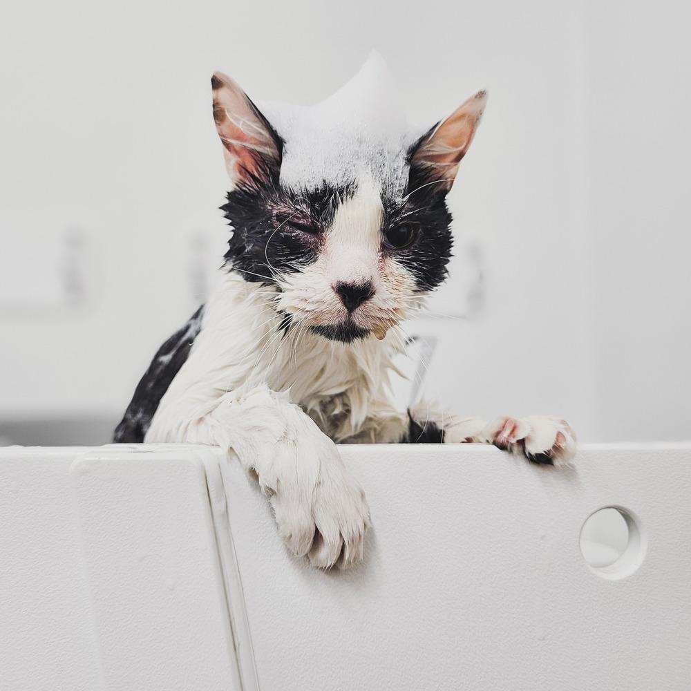 Enlarge Sandy Gallito 7910-03, a Adoptable mixed breed in Spokane , WA image 3/3