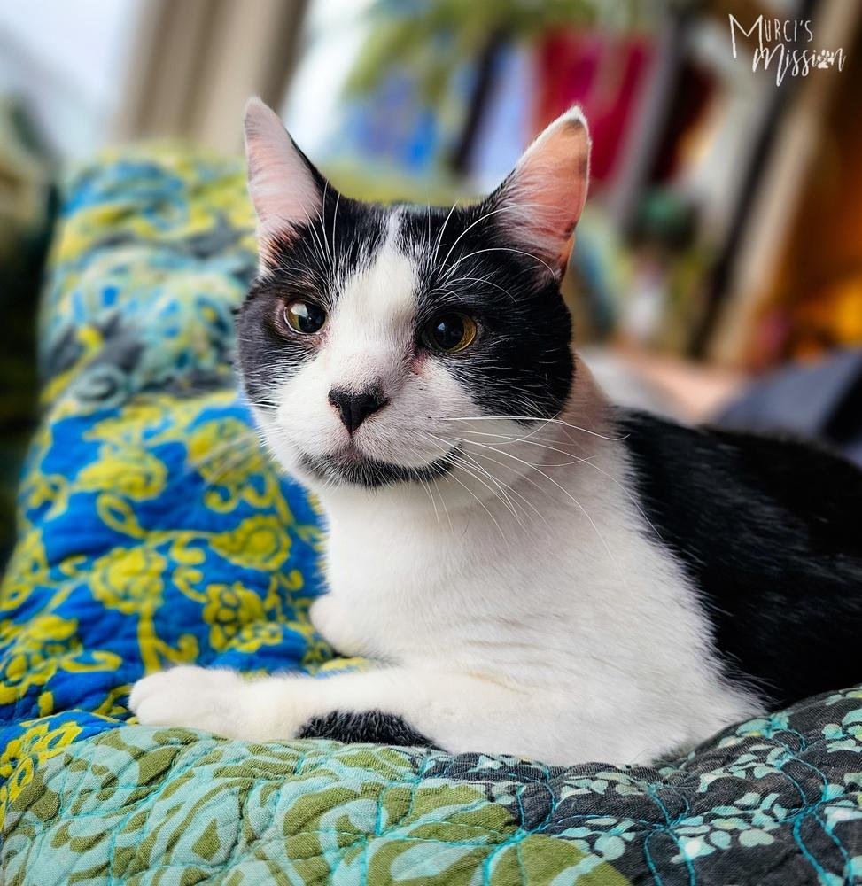 Enlarge Sandy Gallito 7910-03, a Adoptable mixed breed in Spokane , WA image 5/5