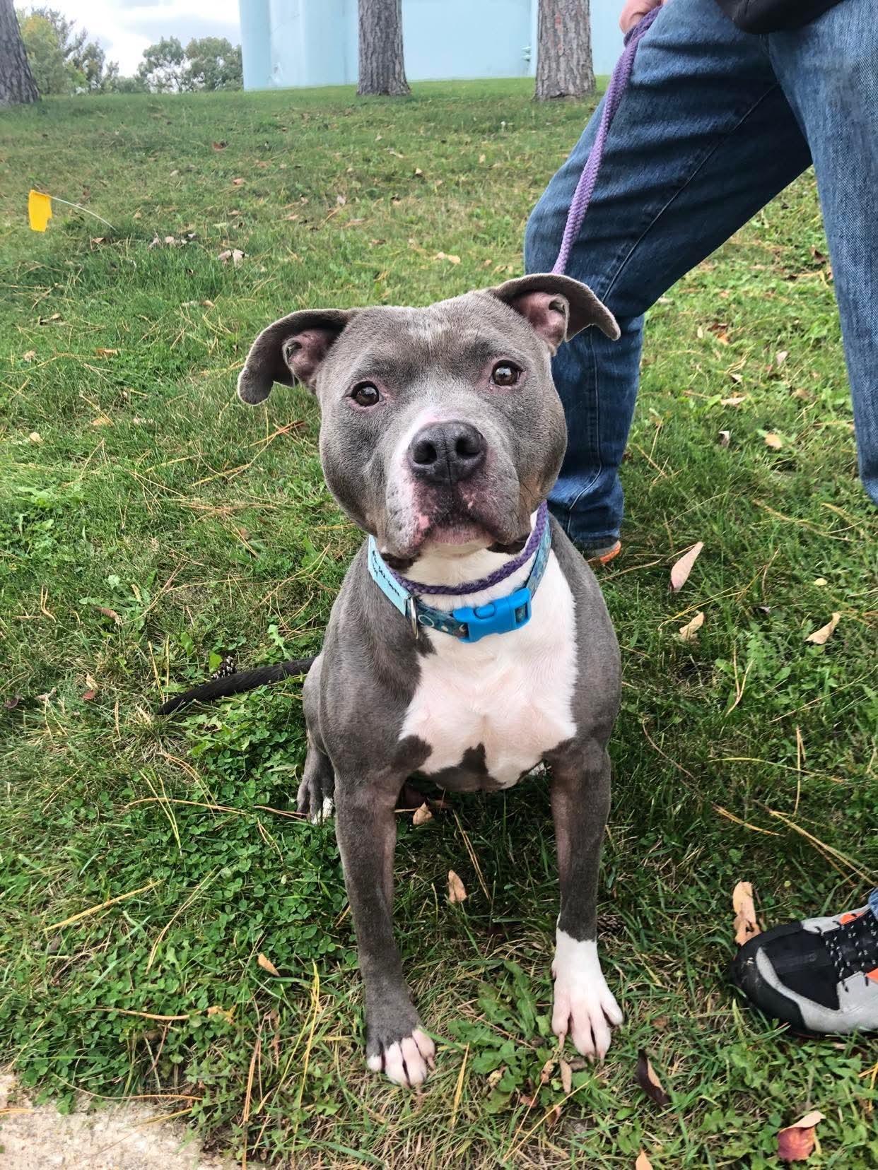 Molly, adopted, Adult Female Staffordshire Bull Terrier & American Staffordshire Terrier.