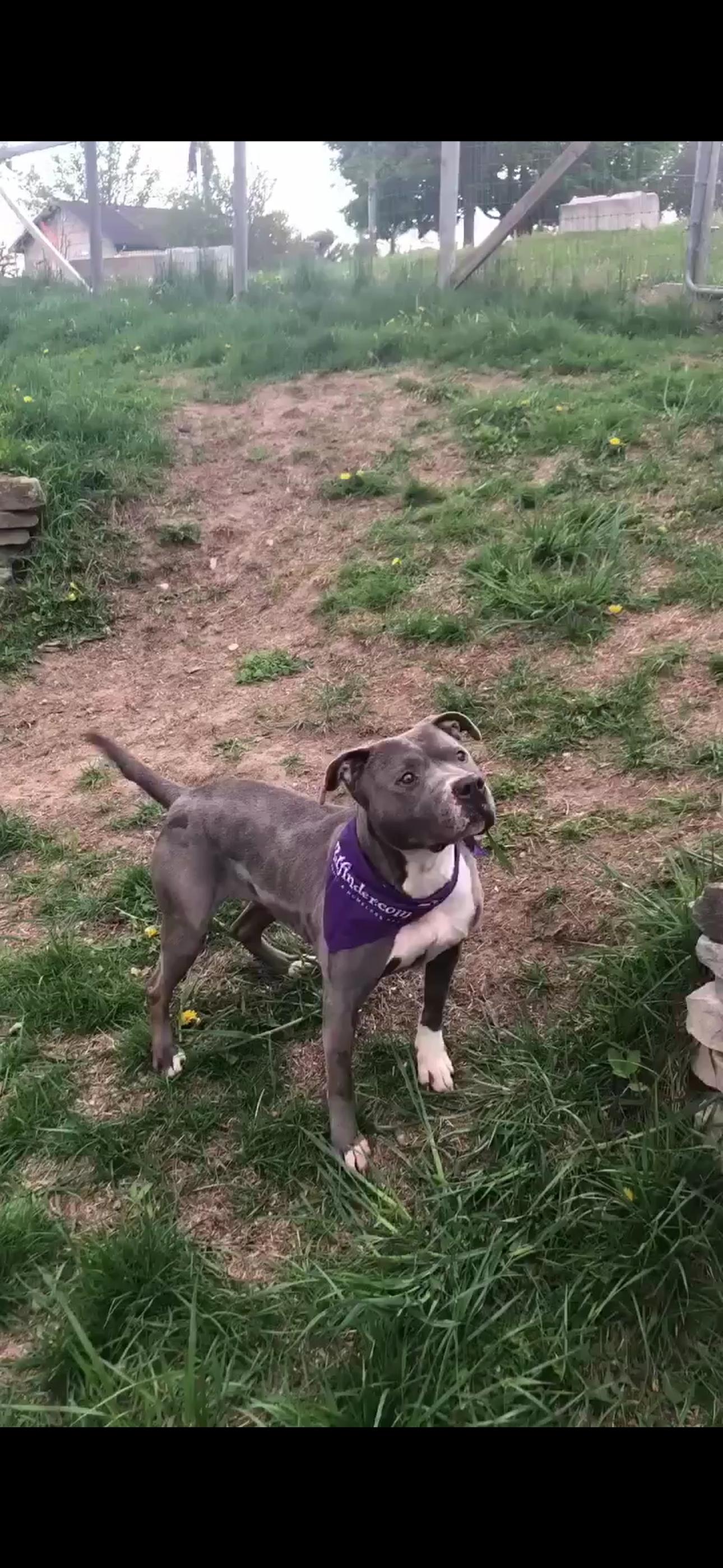 Enlarge Molly, an adopted mixed breed in Fort atkinson, WI image 2/6