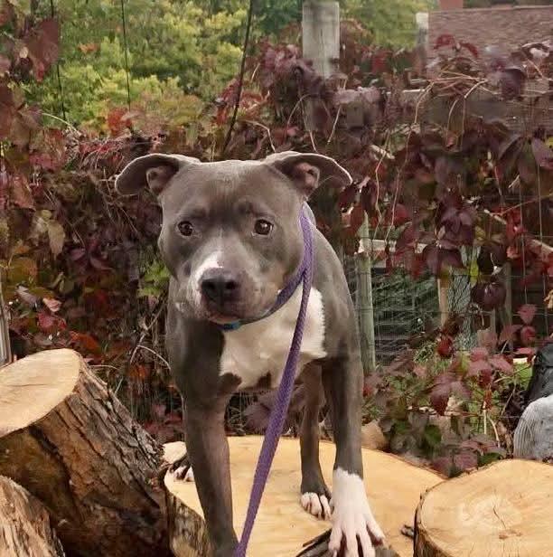 Enlarge Molly, an adopted mixed breed in Fort atkinson, WI image 4/6