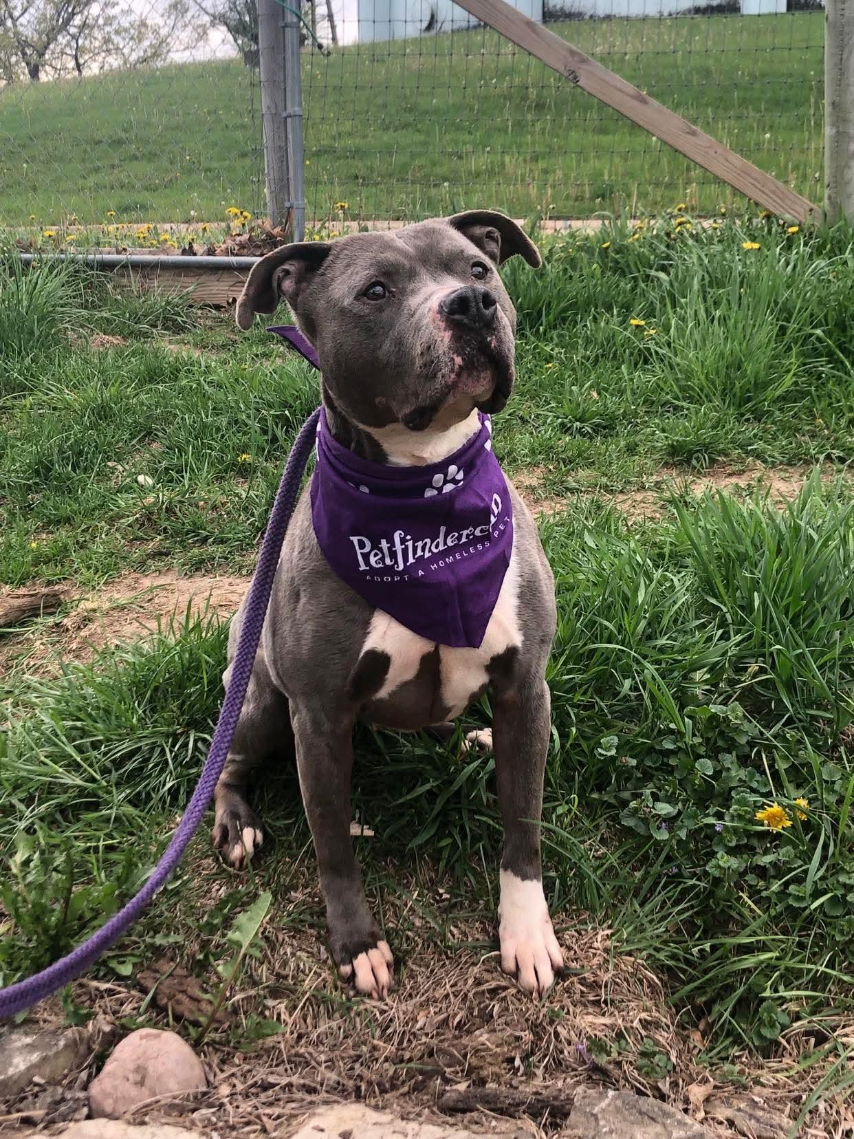 Enlarge Molly, an adopted mixed breed in Fort atkinson, WI image 5/6