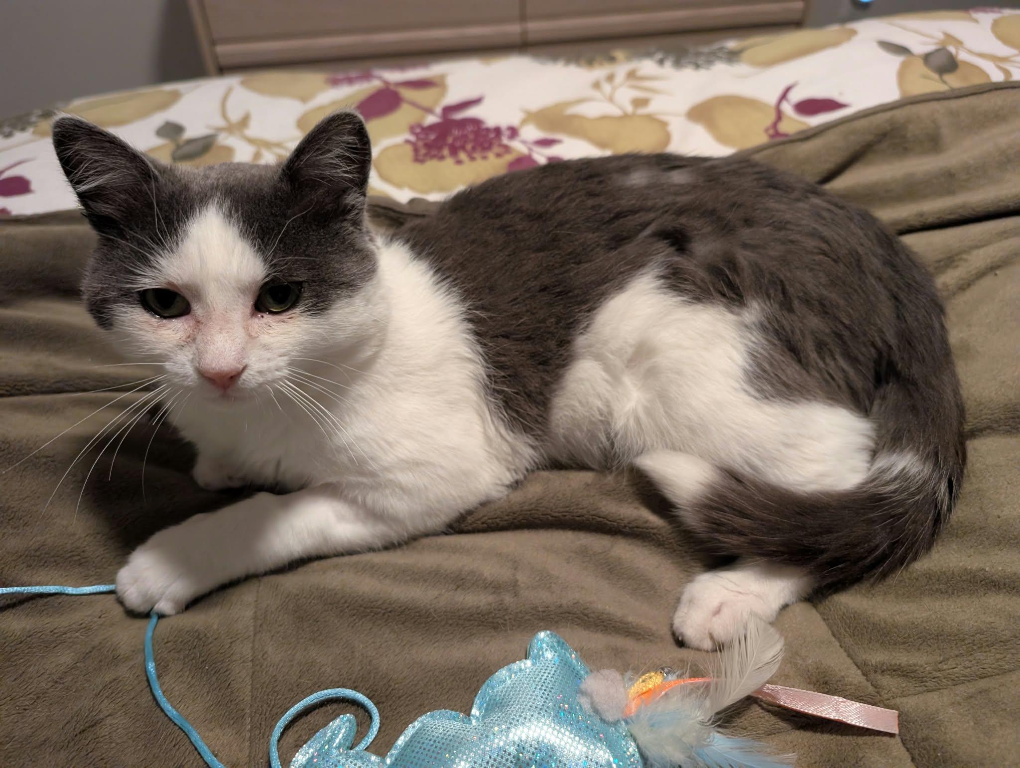 Enlarge Quigley Smitty, a Adoptable Domestic Short Hair in Edmonton, AB image 3/5