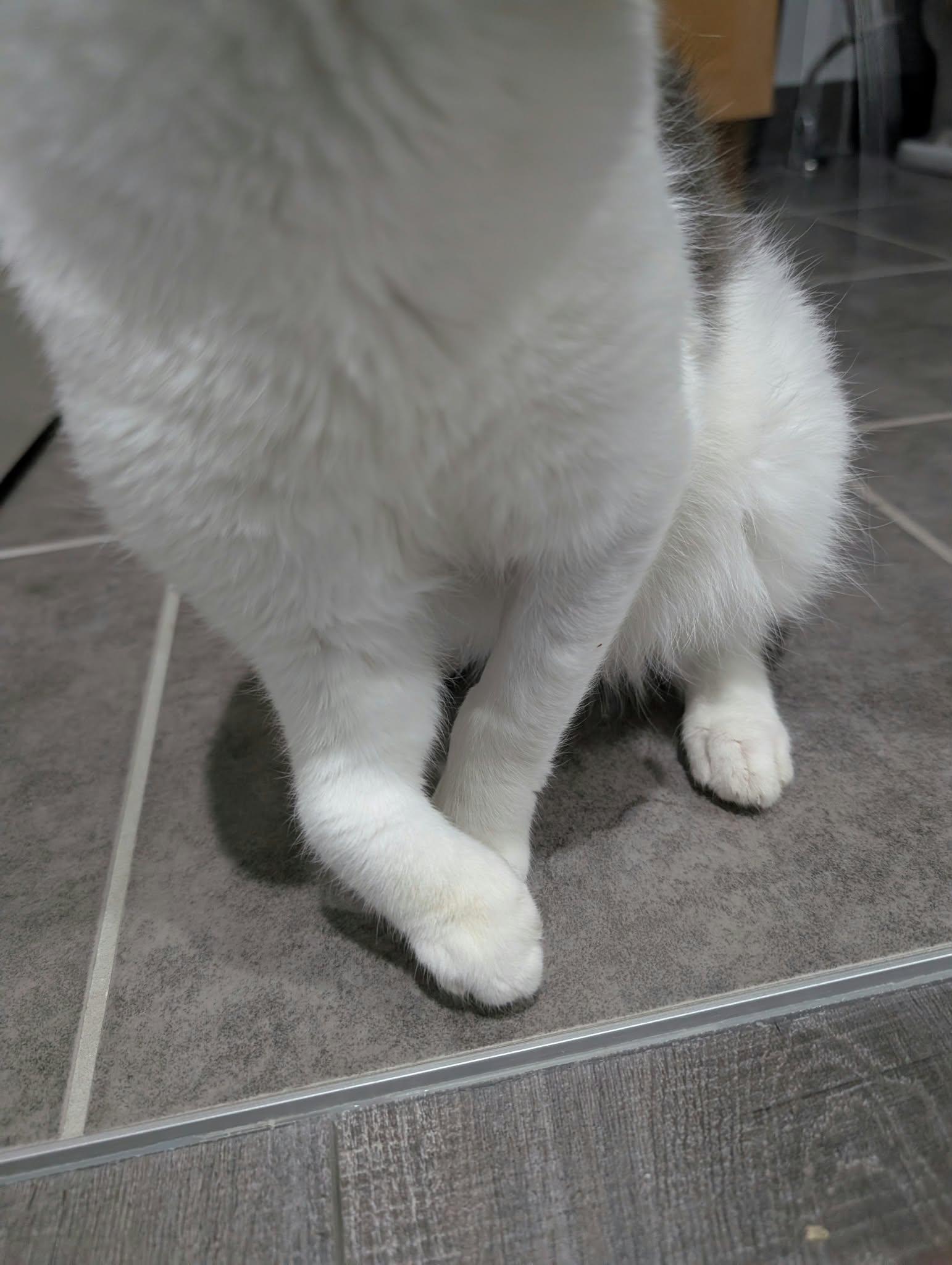 Enlarge Quigley Smitty, a Adoptable Domestic Short Hair in Edmonton, AB image 5/5