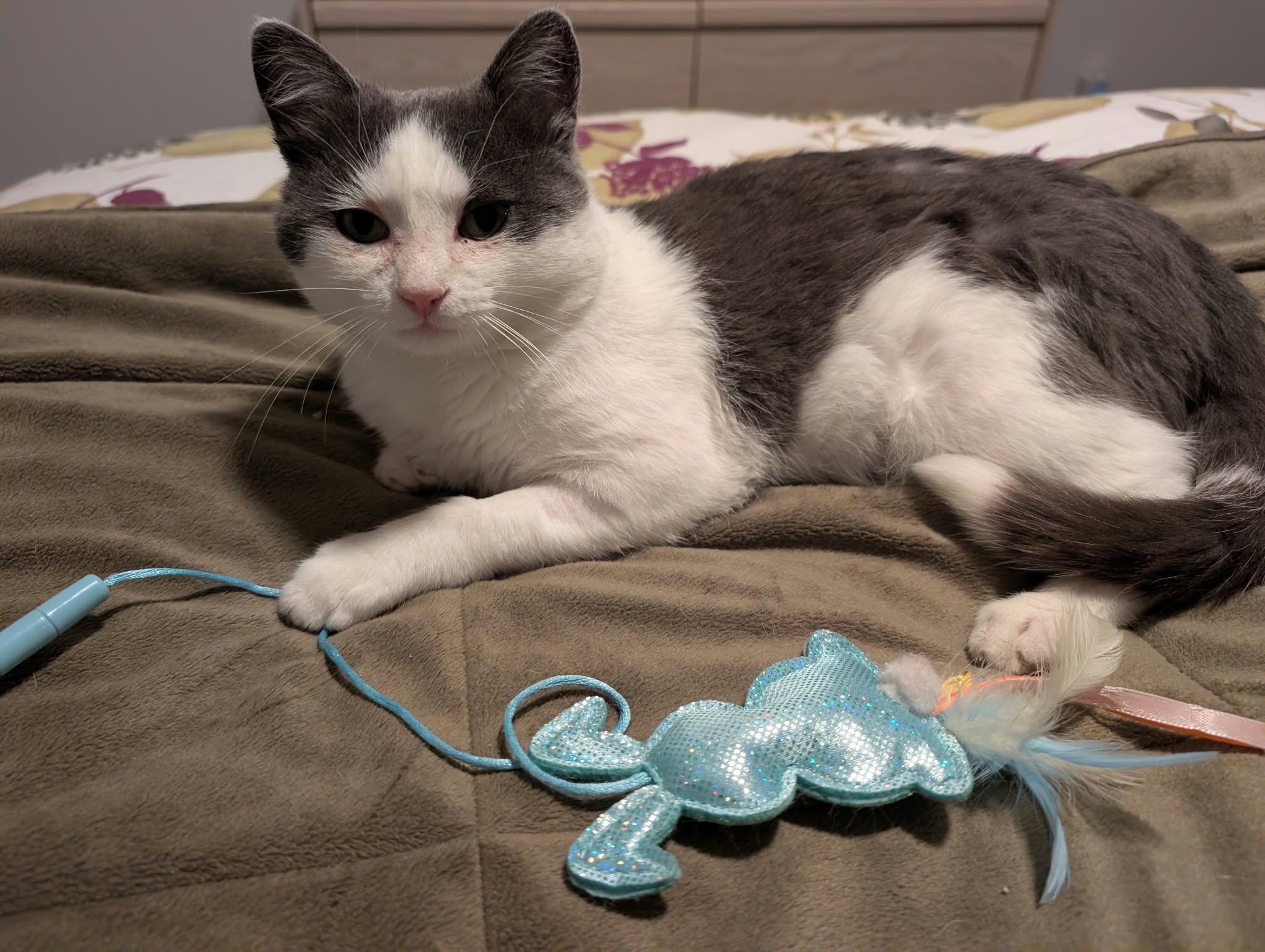 Enlarge Quigley Smitty, a Adoptable Domestic Short Hair in Edmonton, AB image 1/5