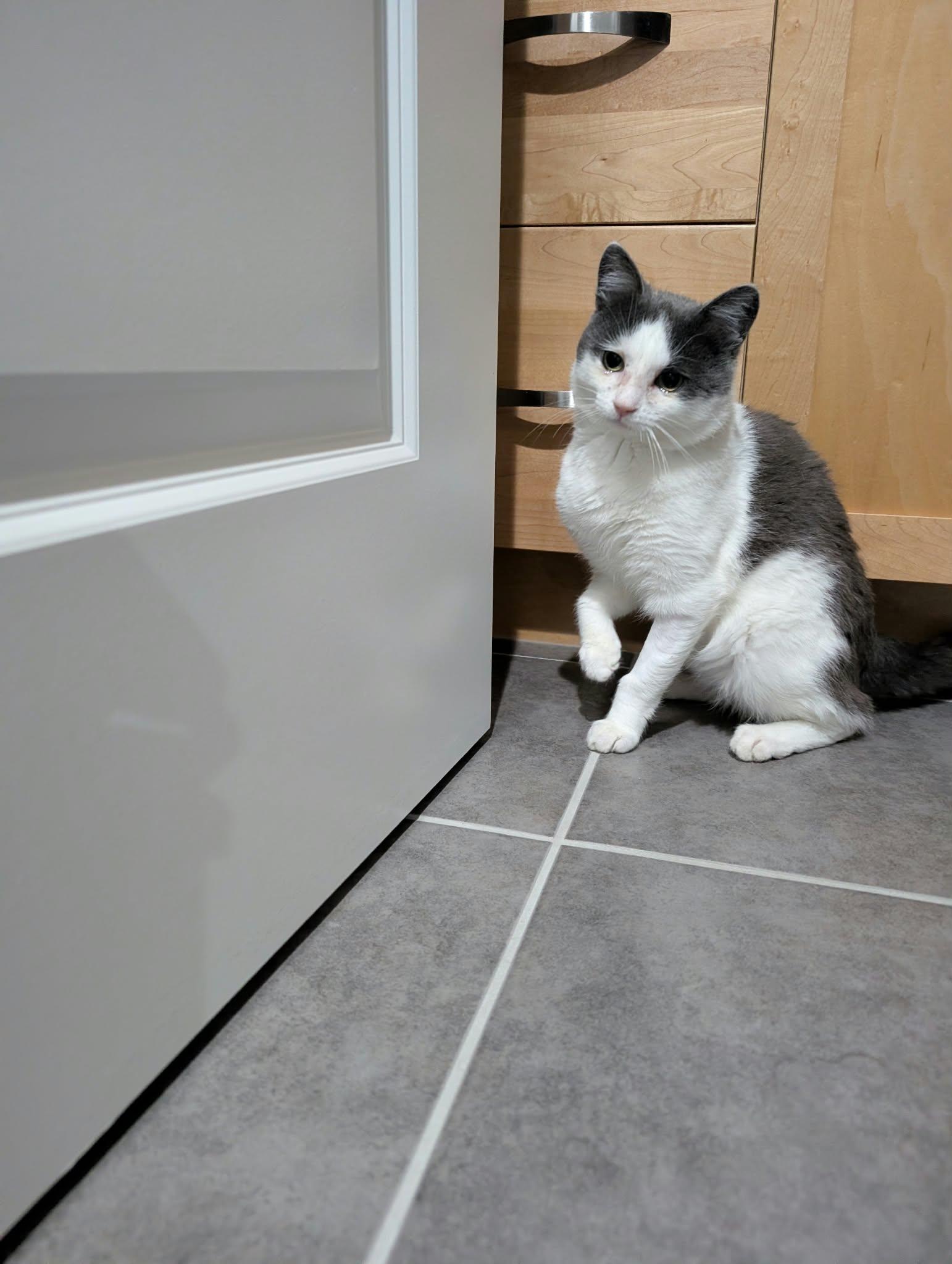 Enlarge Quigley Smitty, a Adoptable Domestic Short Hair in Edmonton, AB image 4/5