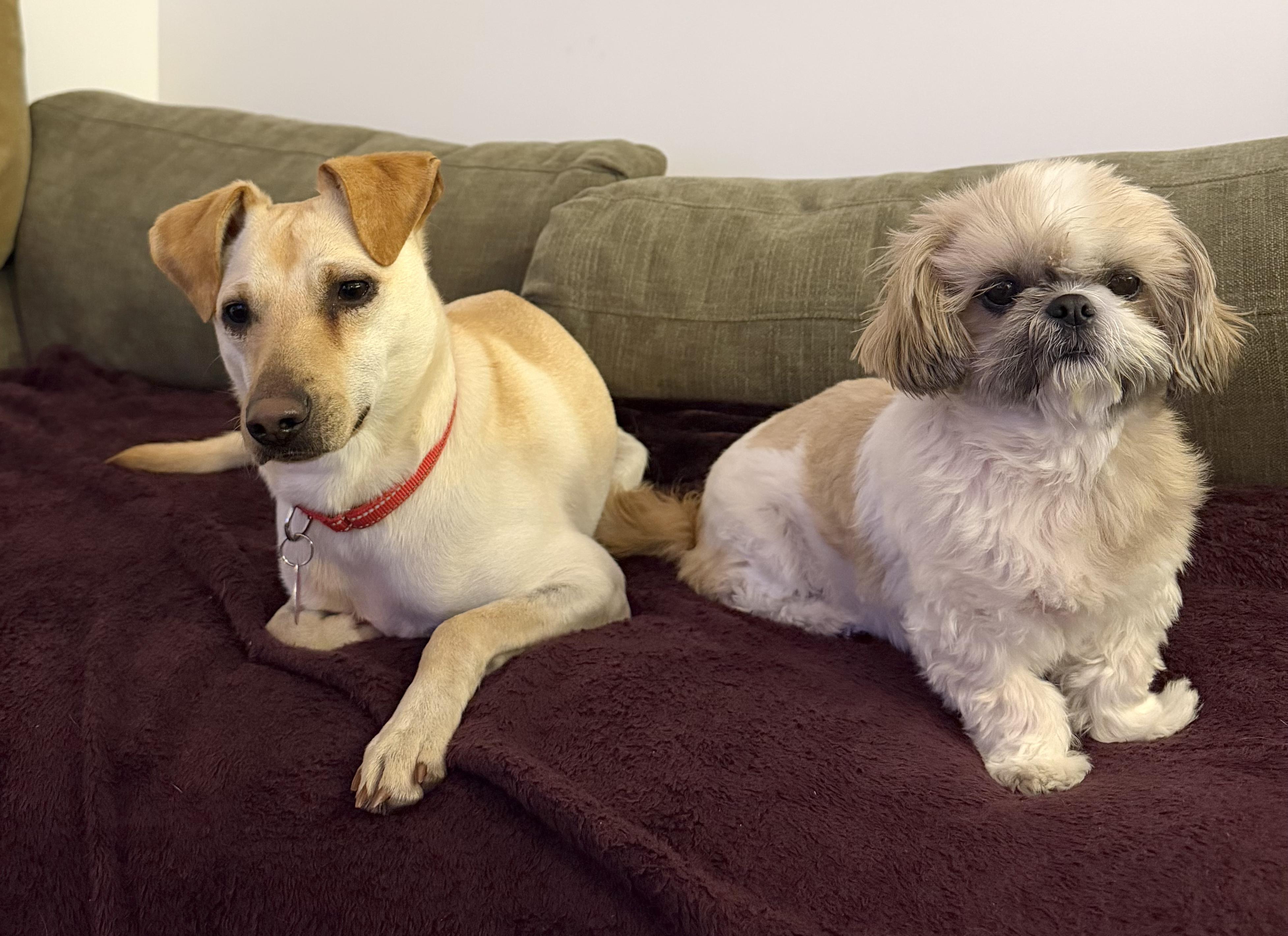 Mooshu, a Adoptable Chiweenie in Brooklyn, NY image 2/6
